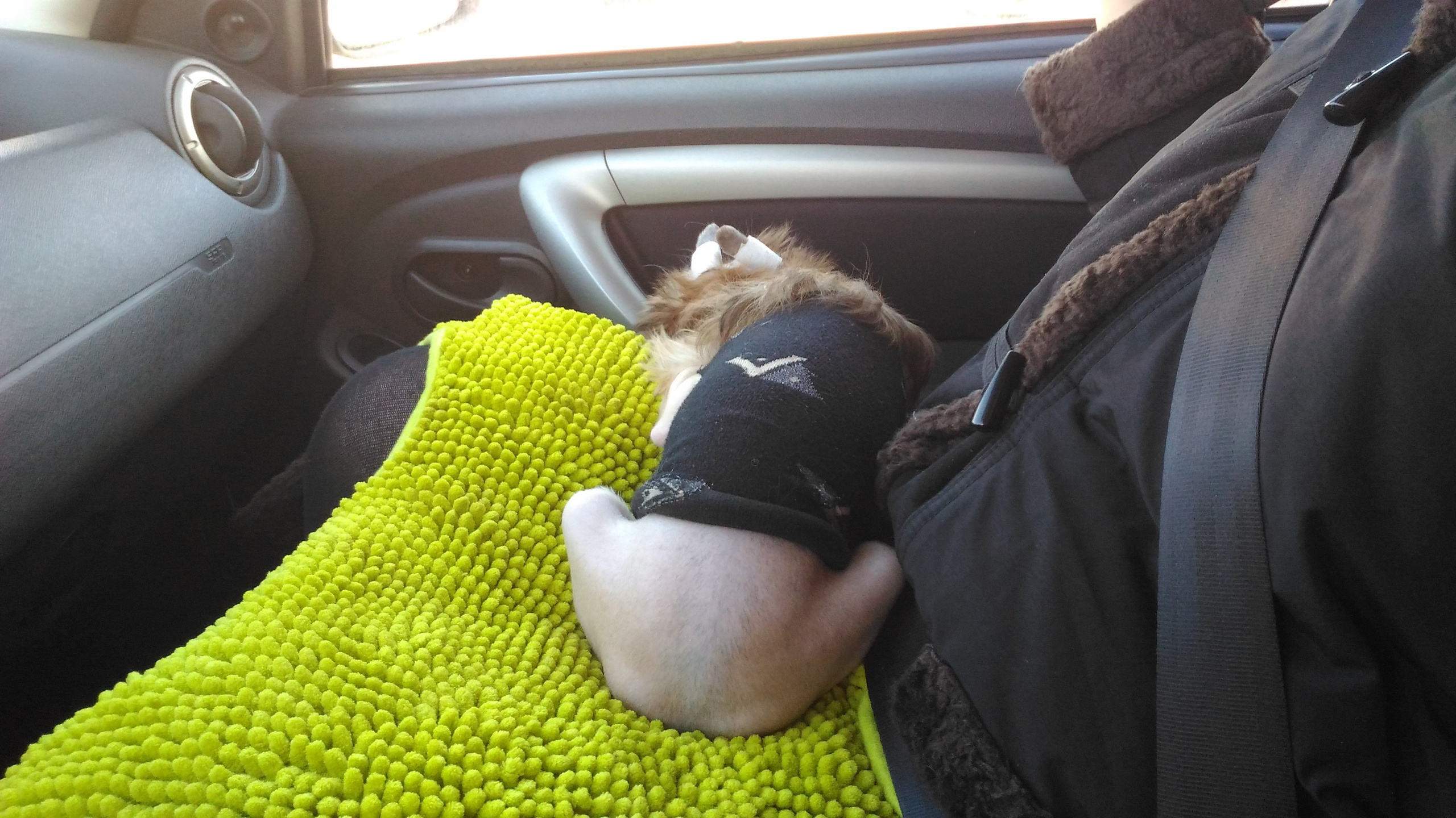 Lux, a new member of the family. Poale Ell Chinese Crested Dog Kennel: Buy a puppy from the kennel