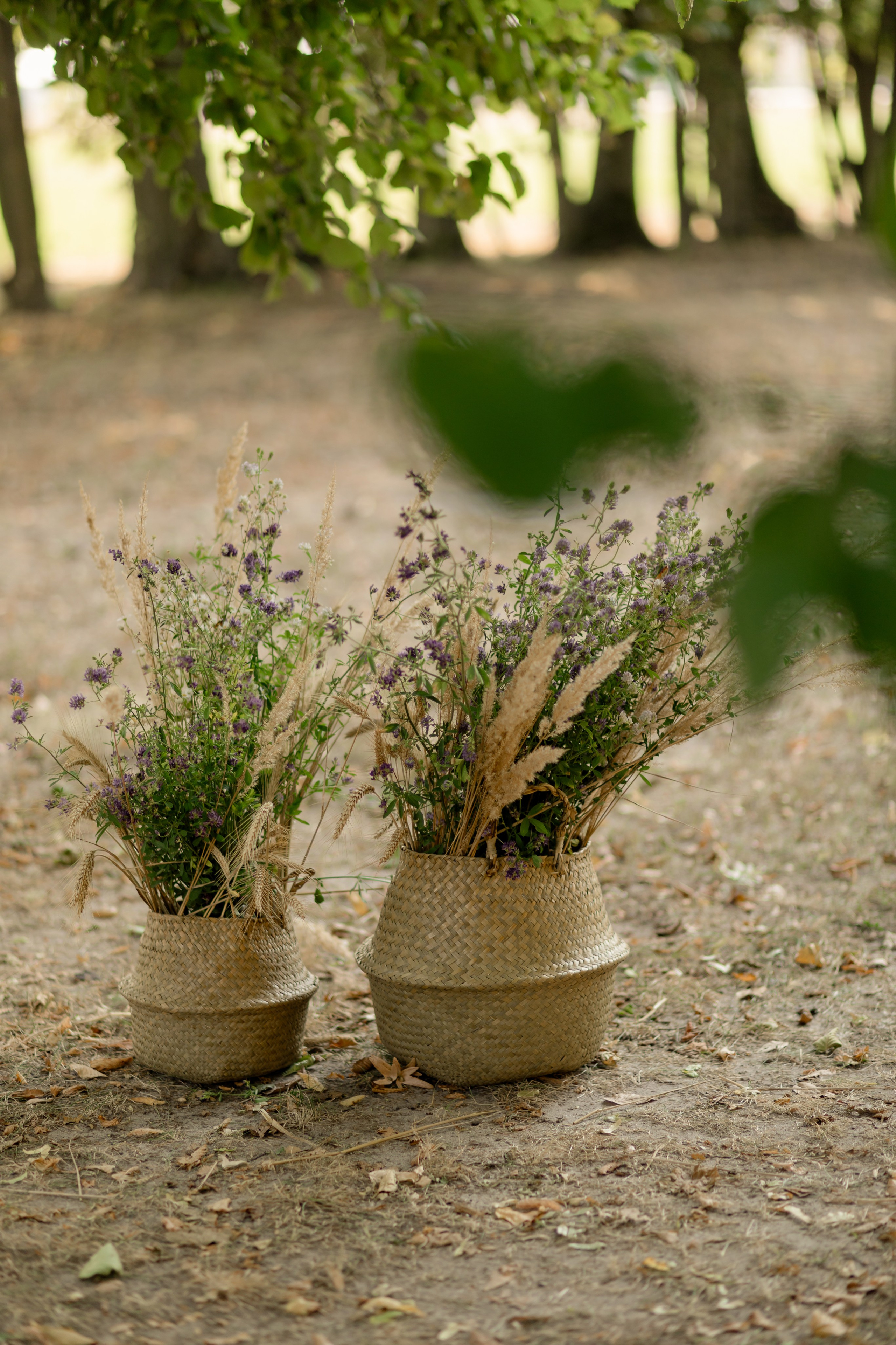 Виноградники. Dima Lemeshevsky