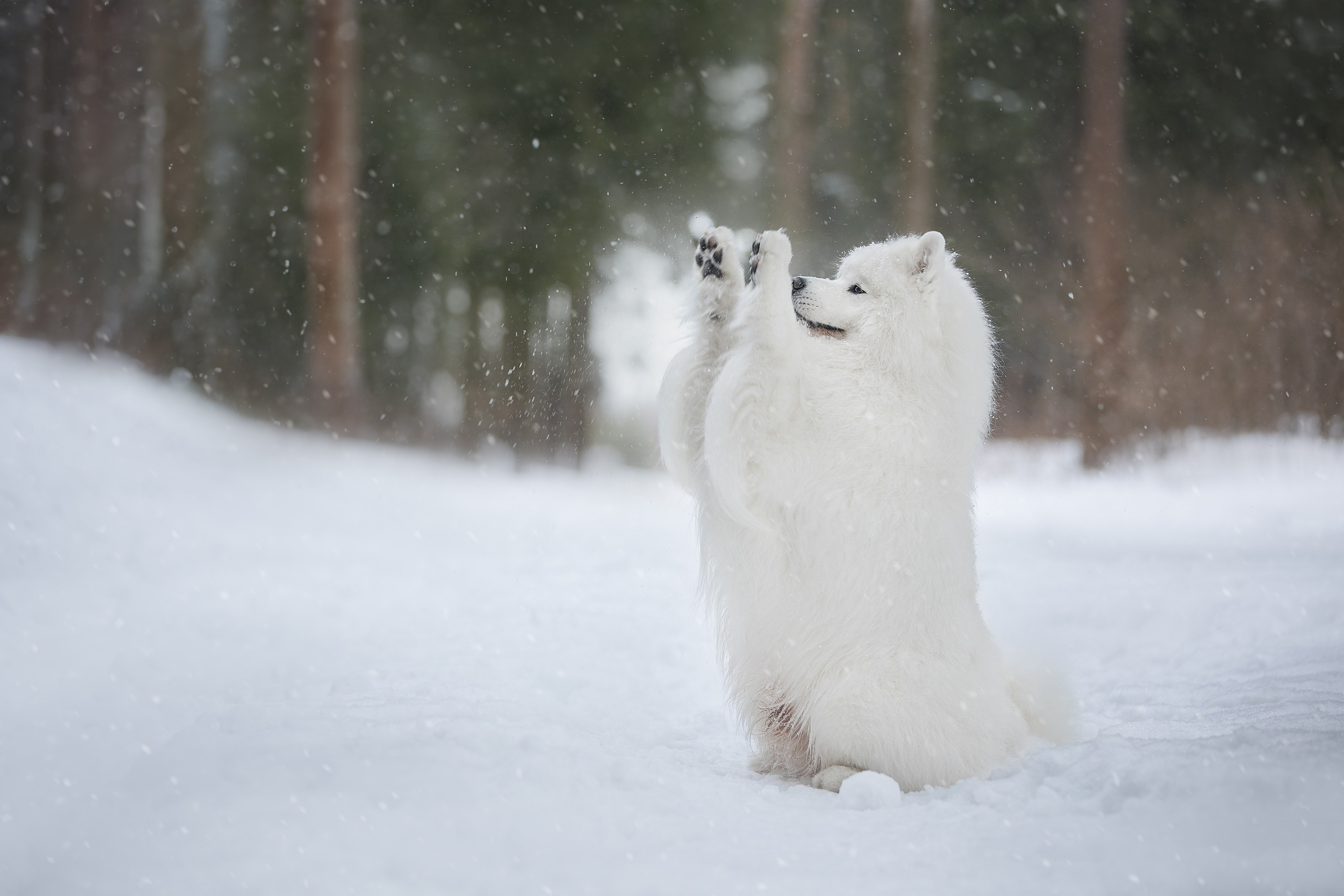 Самоедские мальчишки. Фотограф анималист в Москве Майорова Евгения
