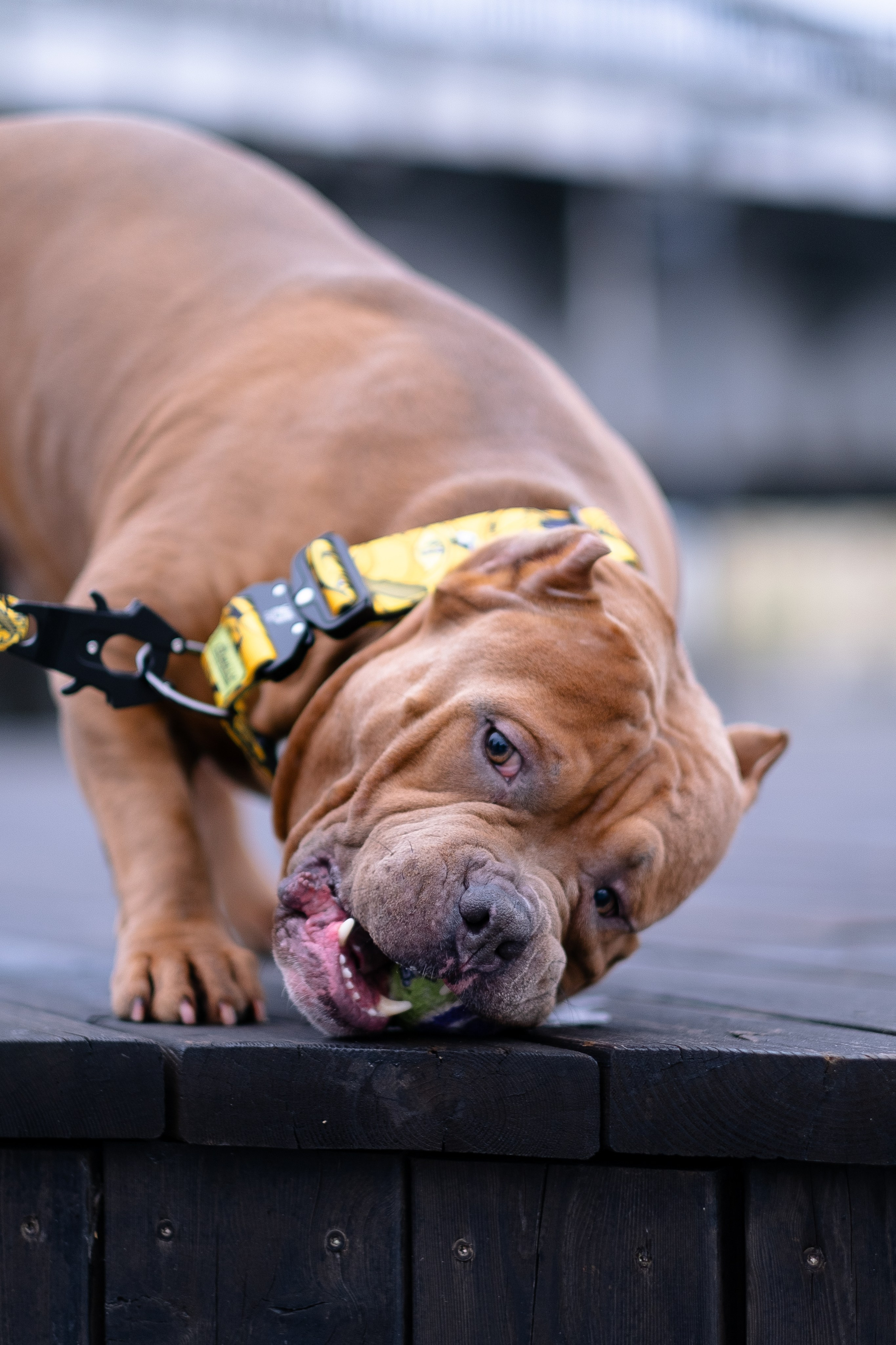 Спай и его семья. Фотограф и видеограф анималист Аганина Дарья