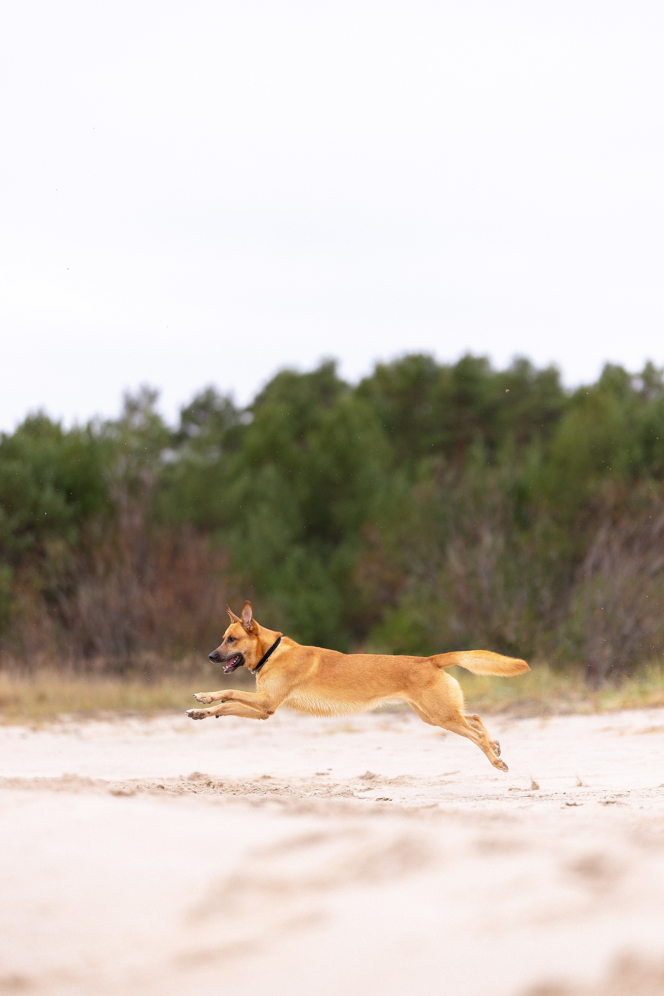 Karelia. Фотограф и видеограф анималист Аганина Дарья