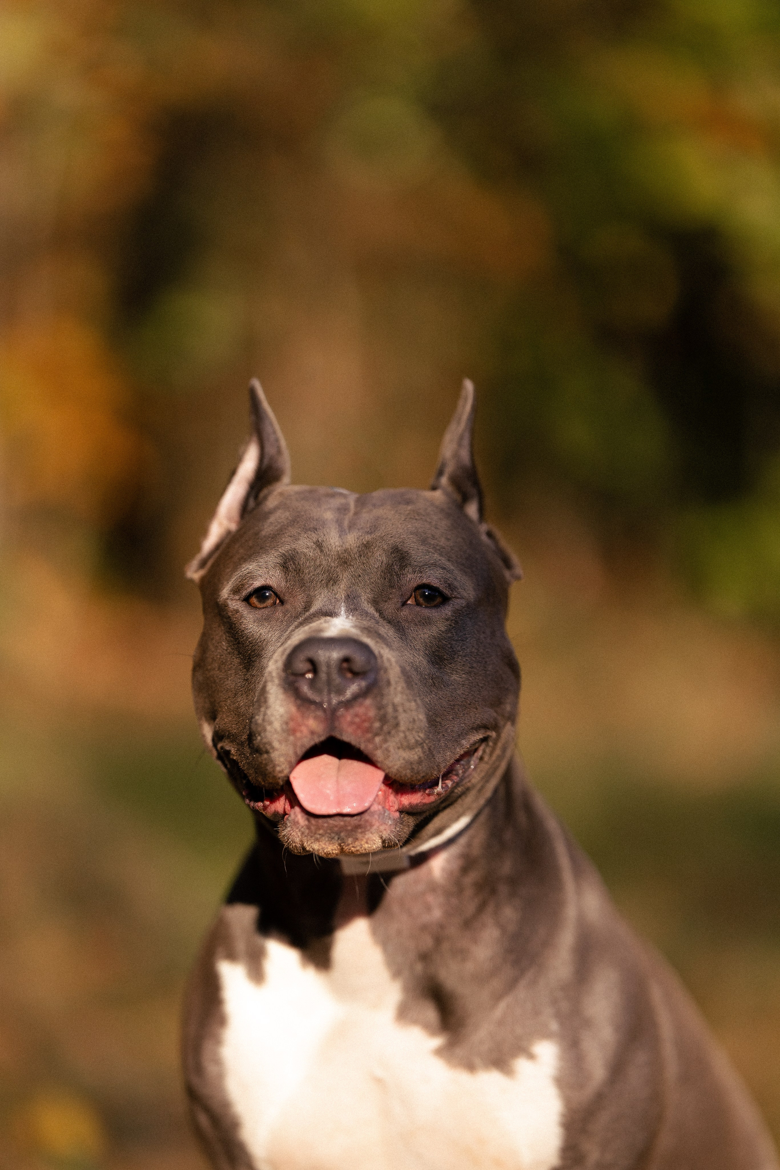 Катя, Леша, Лея и Трой. Фотограф и видеограф анималист Аганина Дарья