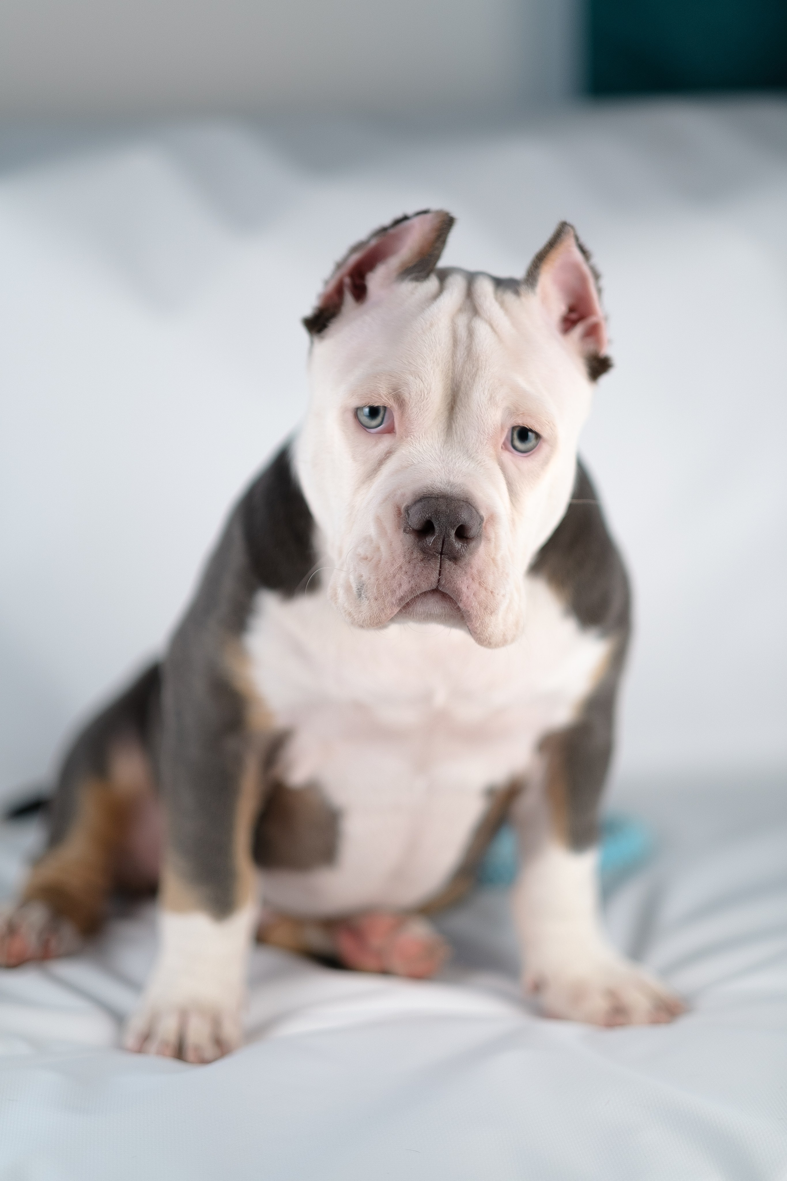 Зевс. Фотограф и видеограф анималист Аганина Дарья