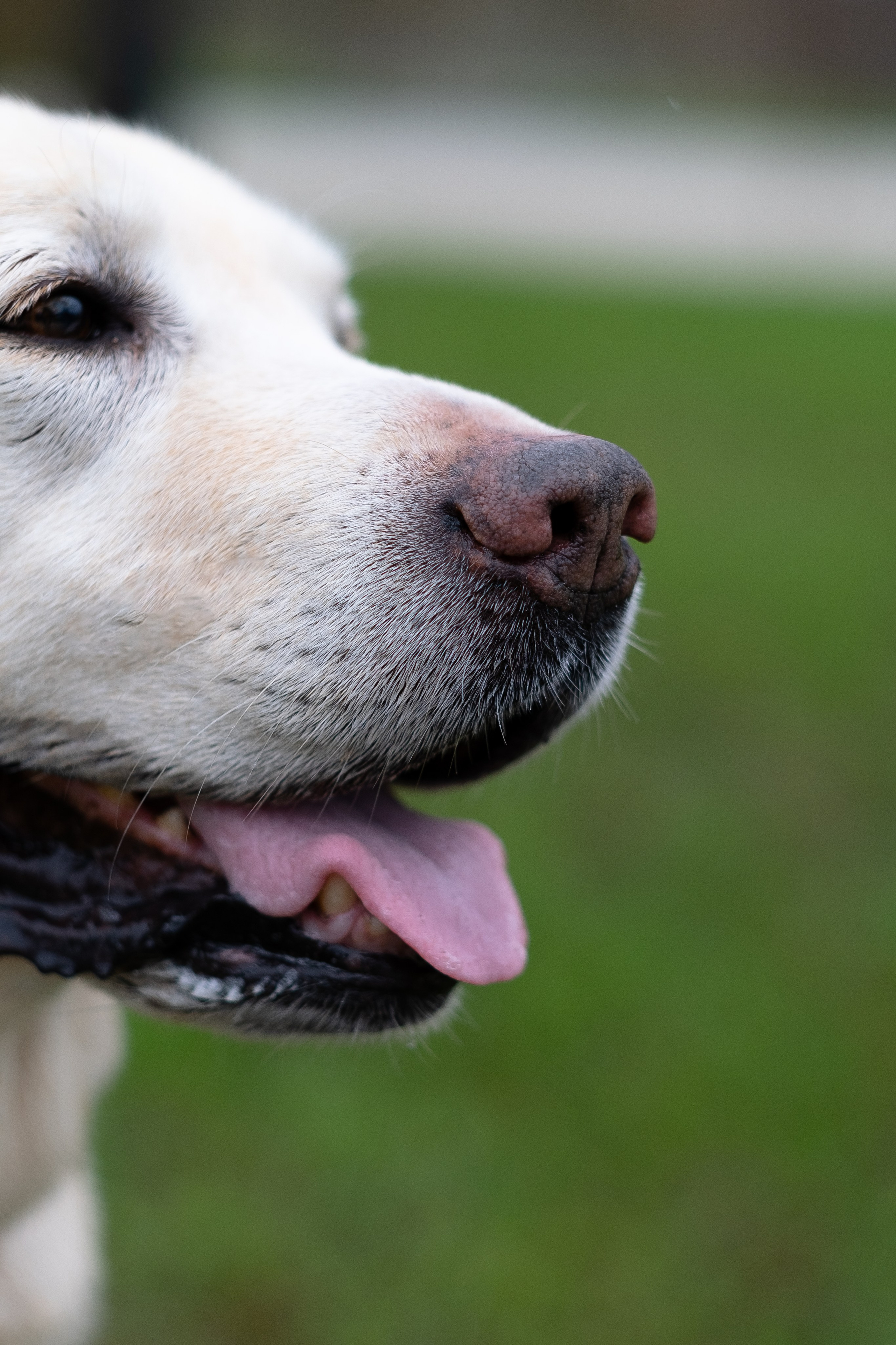 Света и Лето. Фотограф и видеограф анималист Аганина Дарья
