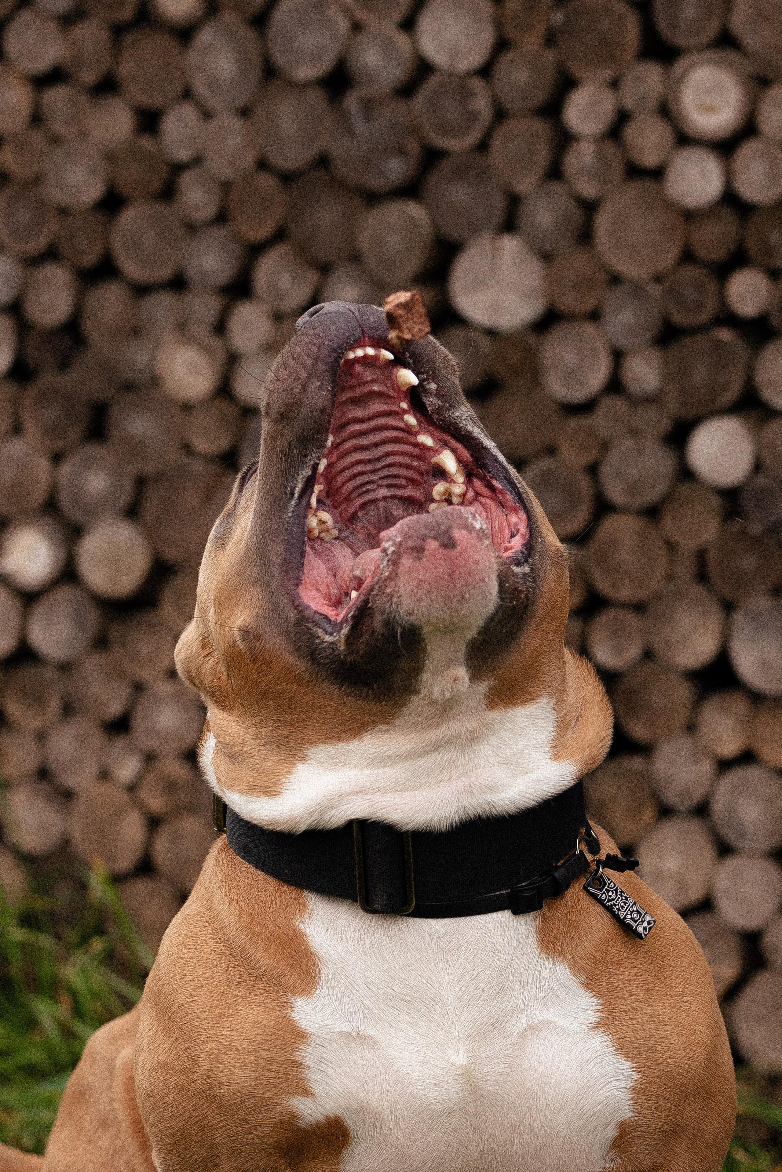 Алена и Тор. Фотограф и видеограф анималист Аганина Дарья