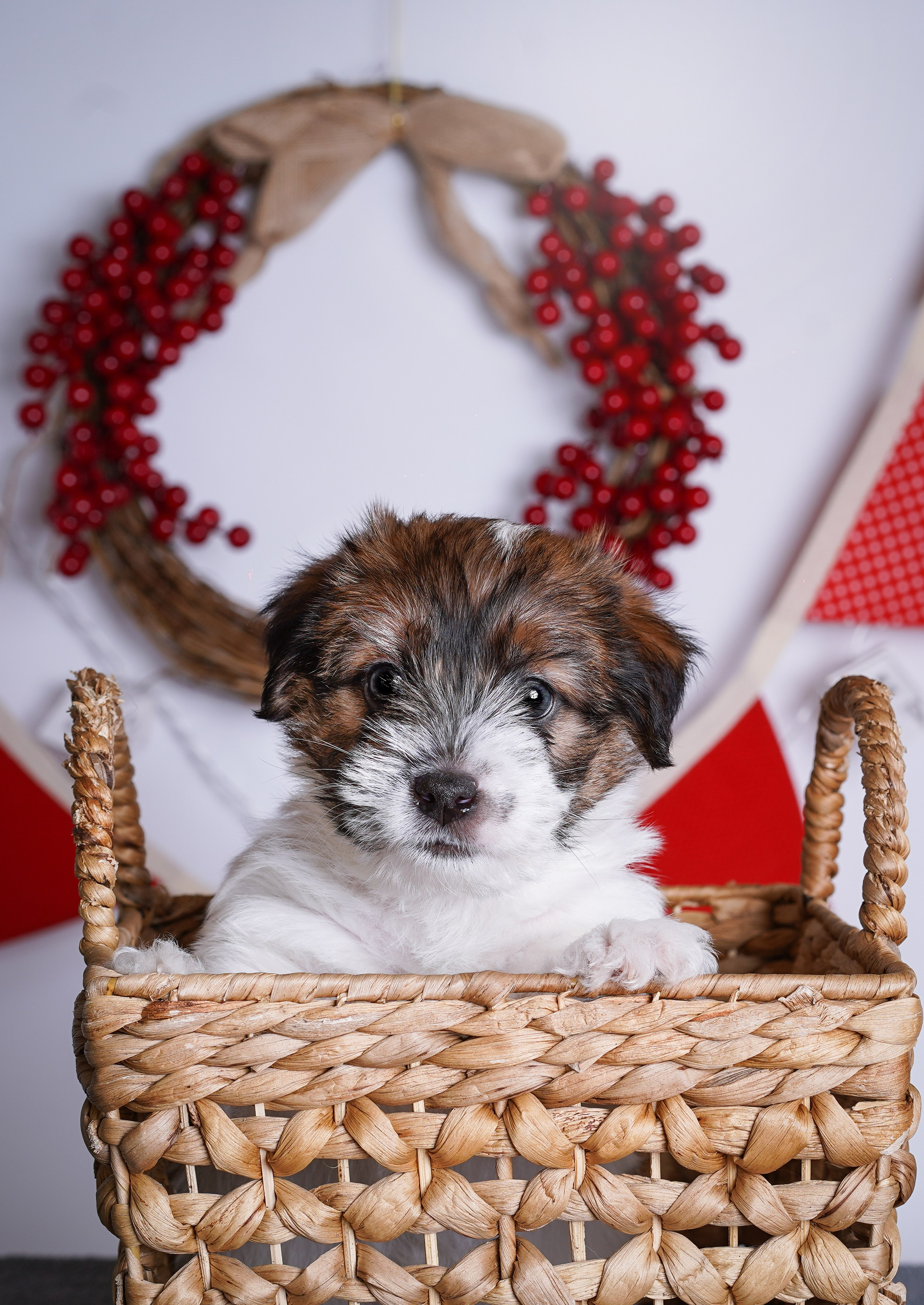 Щенки джек-рассела. Фотограф-анималист в Санкт-Петербурге Яна Мартынова