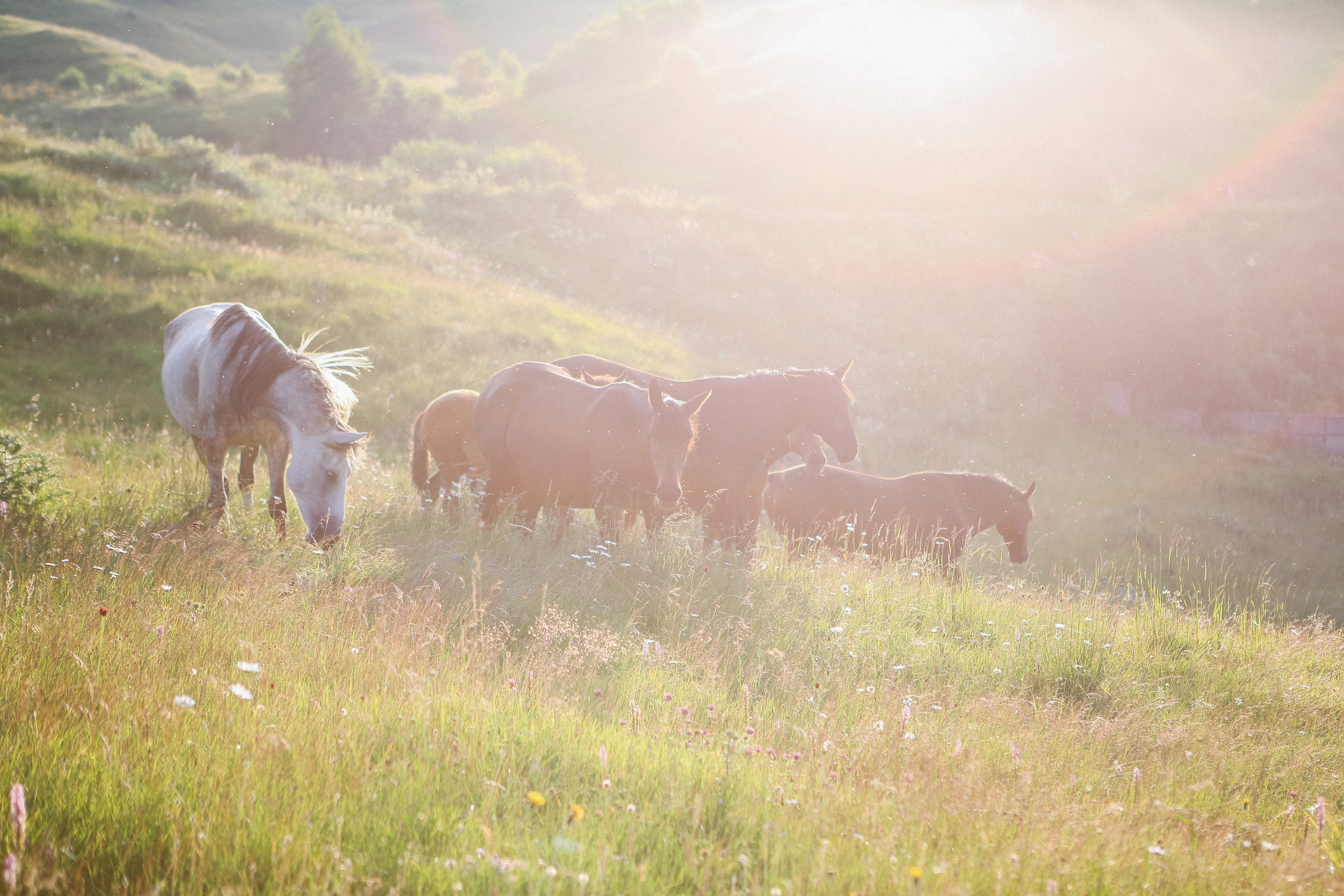 Пресс-тур для Неизвестного Кавказа. Свадебный и портретный фотограф в Пятигорске, КМВ — Власова Юля