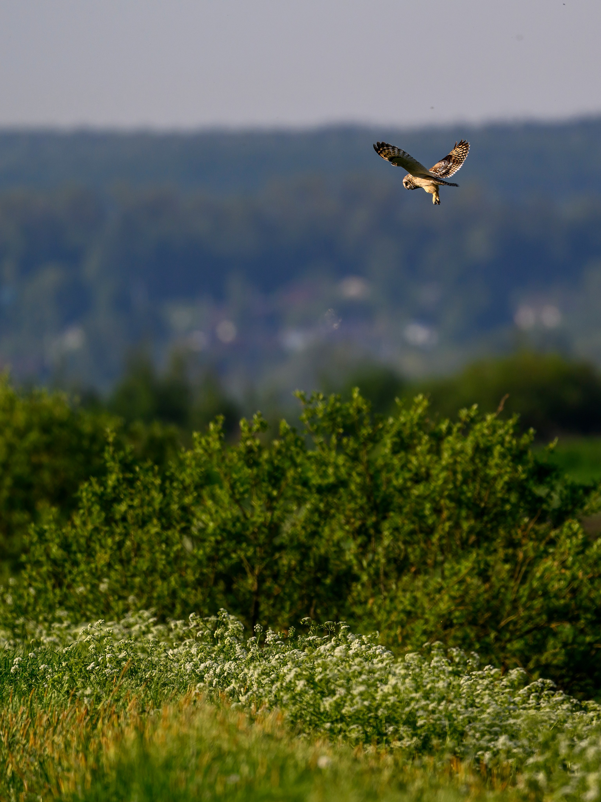 Охота сов. Фотограф Сергей Пупонин