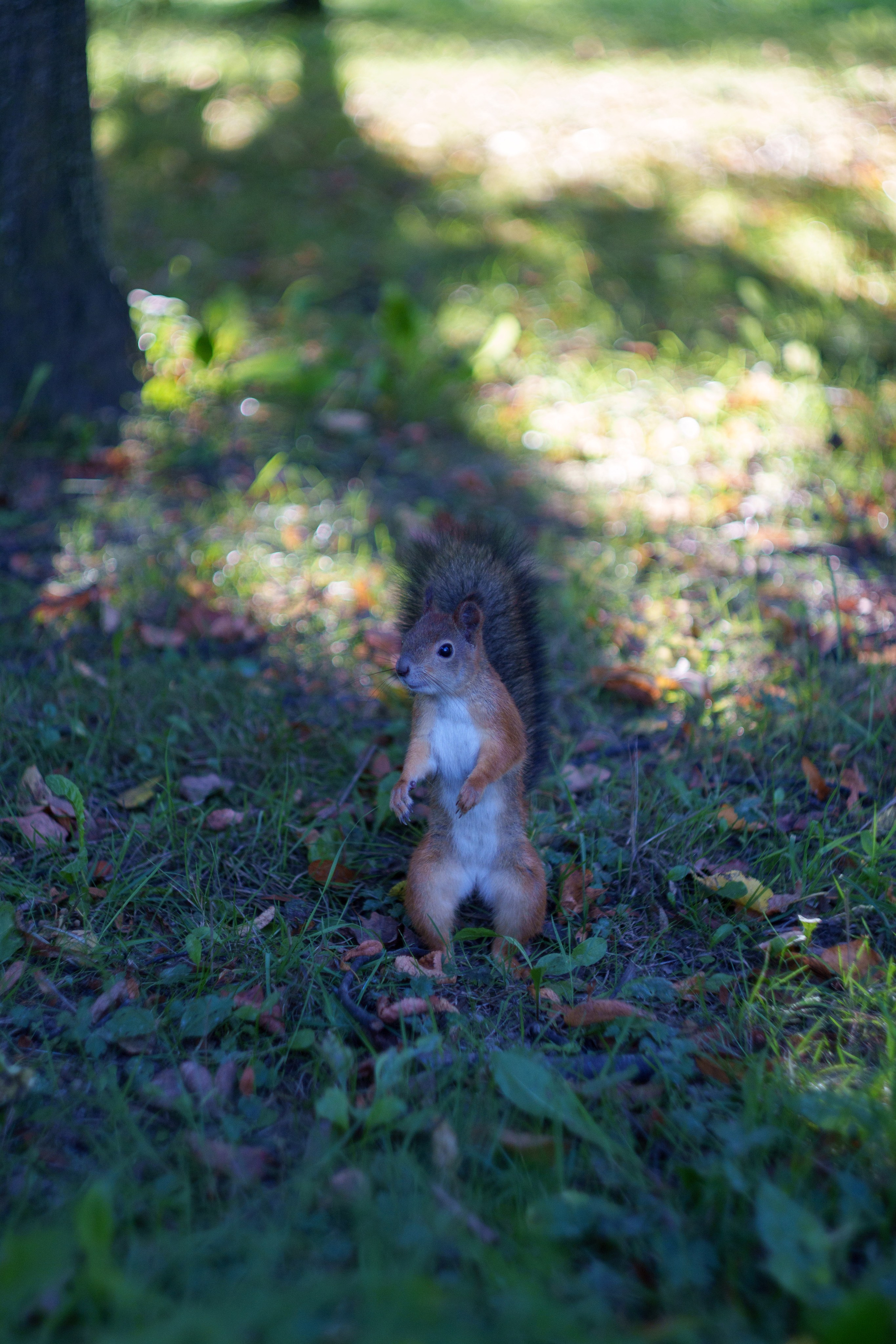Животные. Фотограф в Санкт-Петербурге Ибрагимова Алина