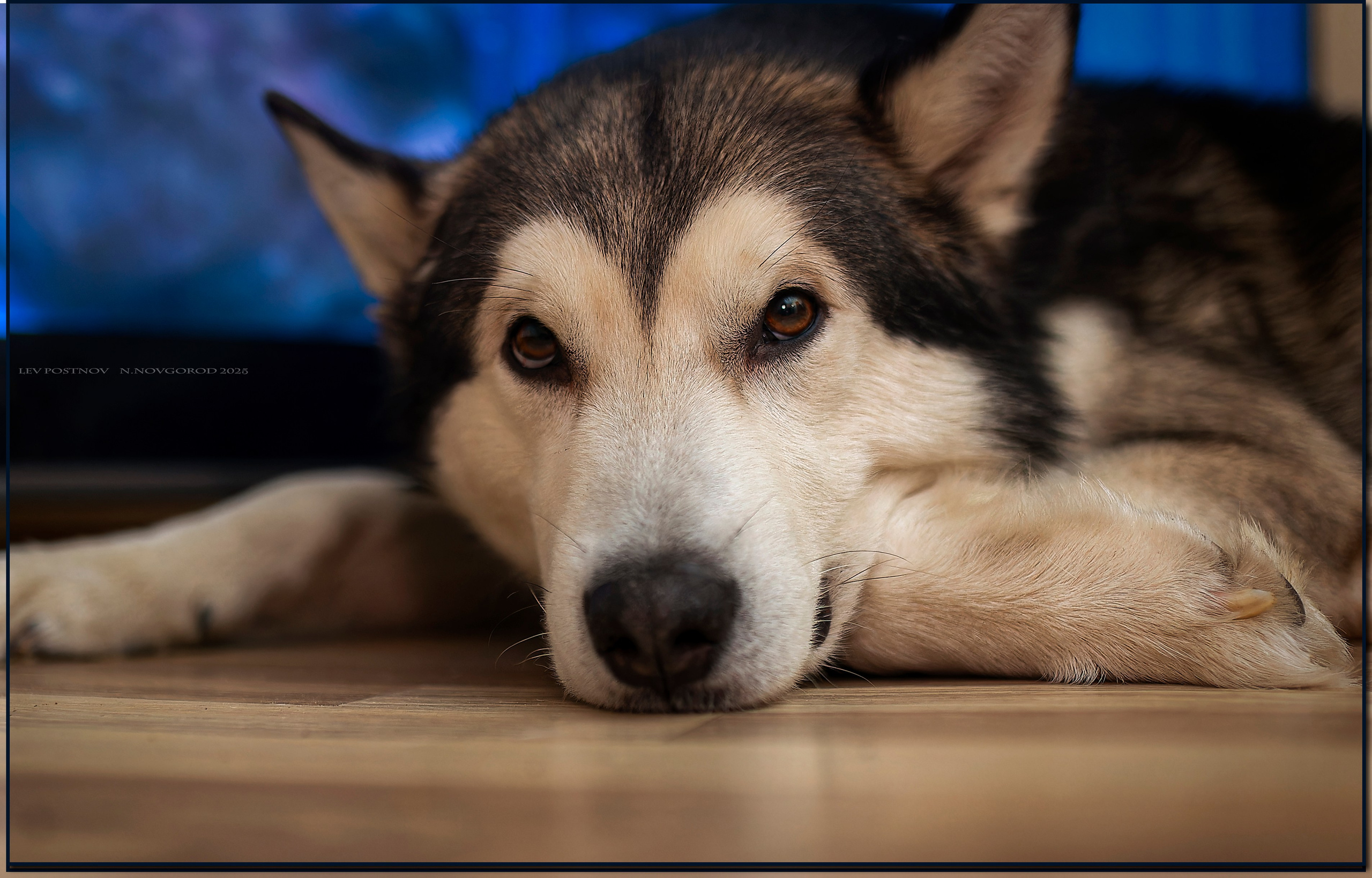 Мои маламуты.Ярик. Лев Постнов.Фотограф. Нижний Новгород