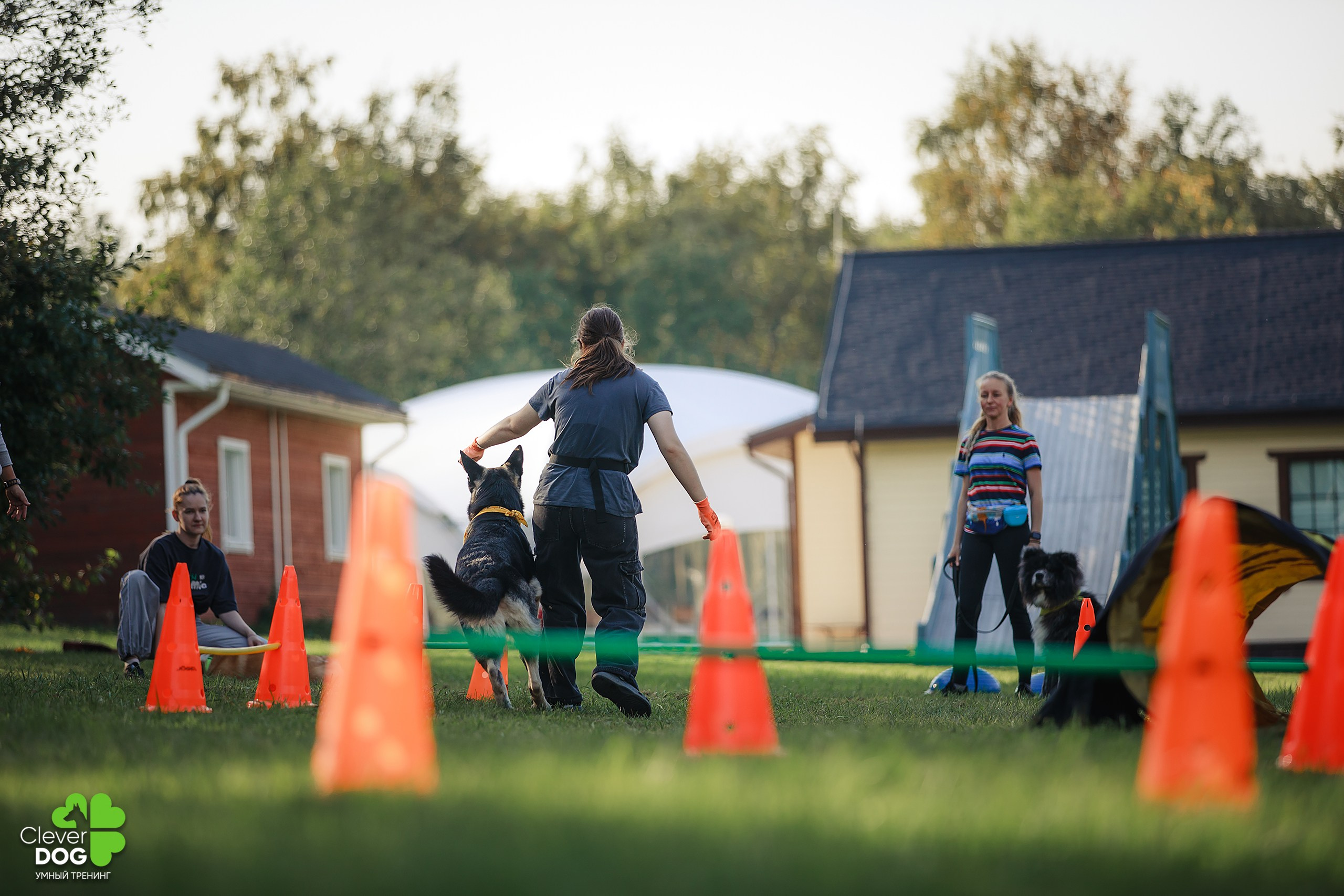 Кинологический лагерь CleverDog, 2024. Фотограф-анималист Mary Mart — Москва, Питер