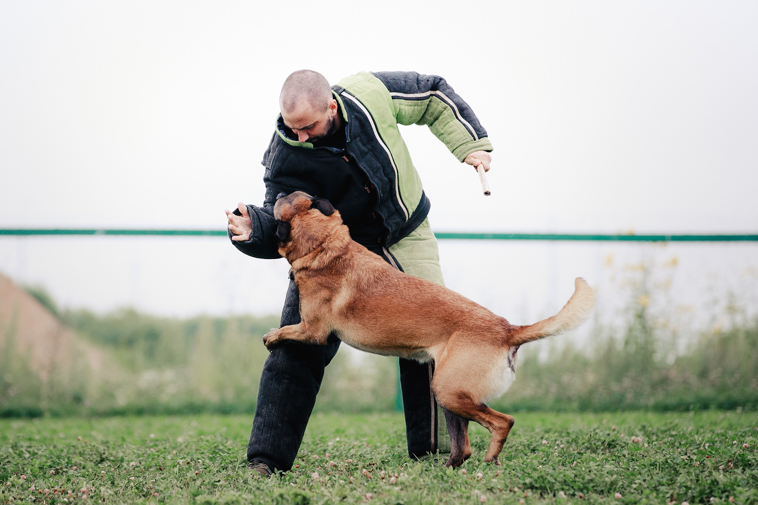 Мондьоринг М1, М2, М3, Вологда. Фотограф-анималист Mary Mart — Москва, Питер