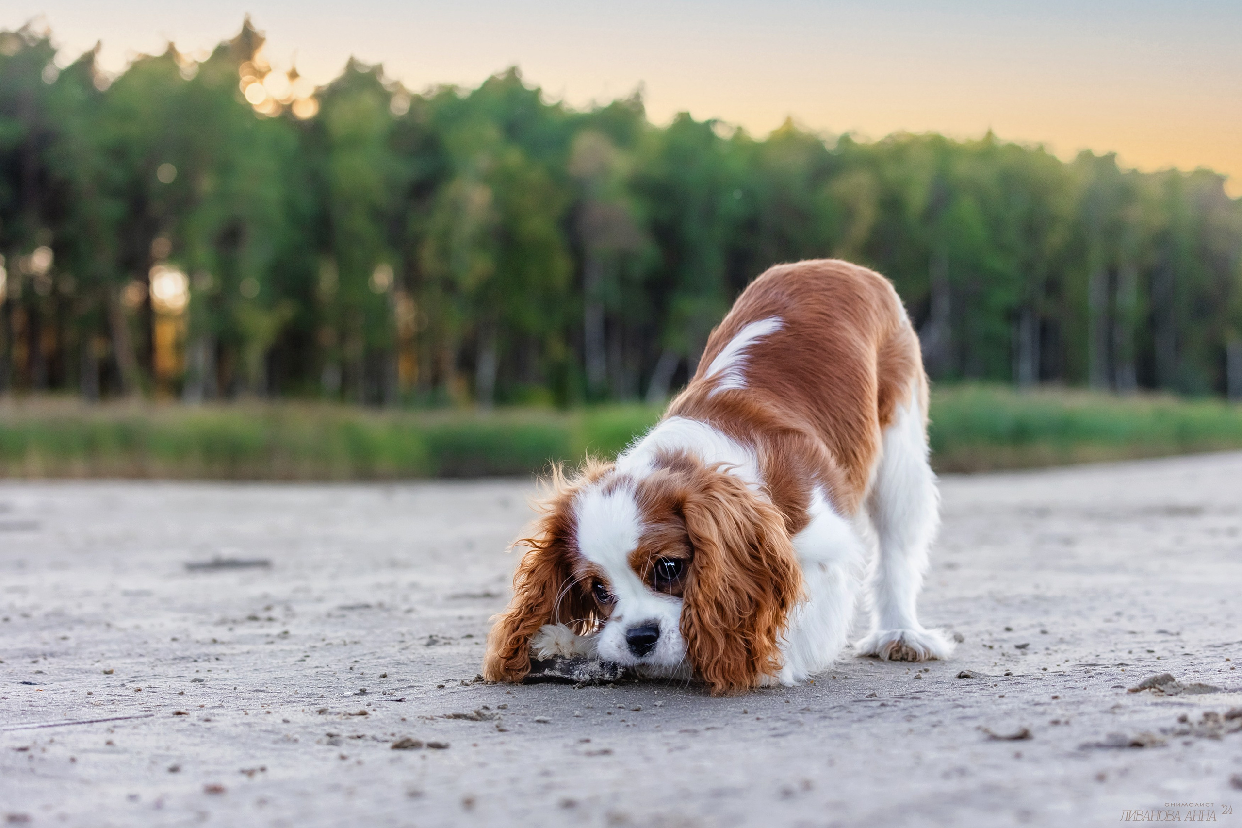 Татка. Фотограф анималист Аня Ливанова | Рыбинск