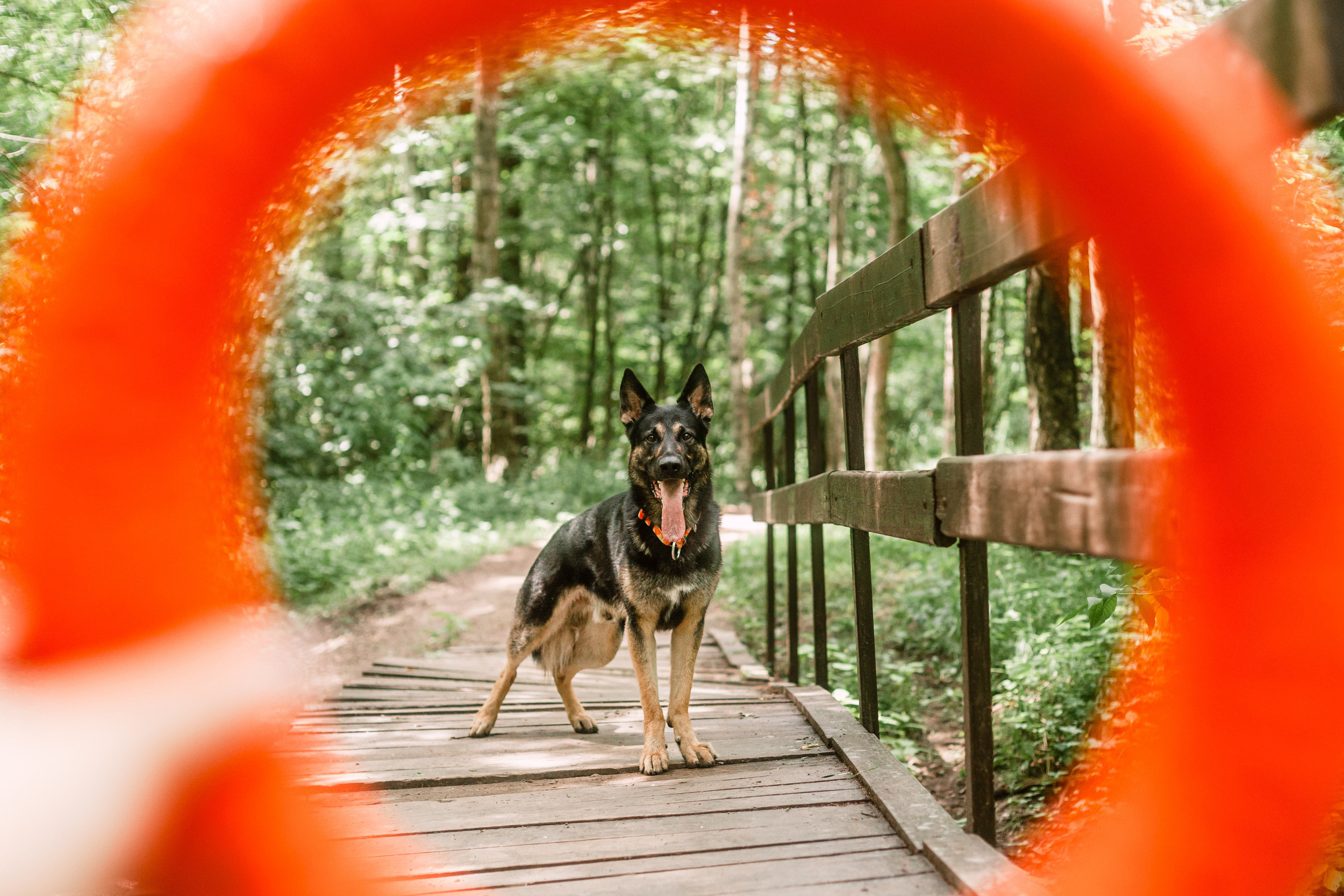 Лесная летняя фотопрогулка. Фотограф-анималист Татьяна Степанова