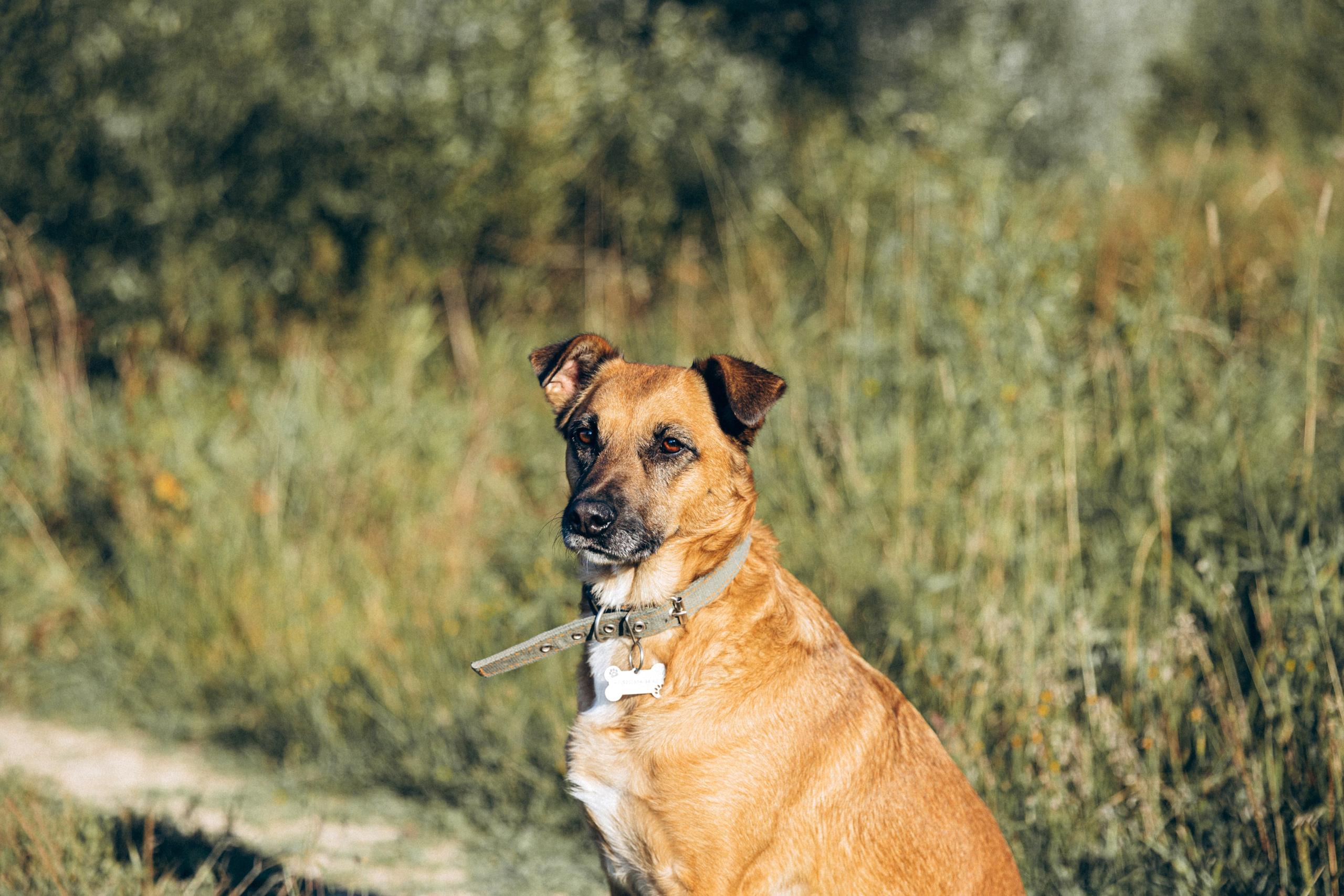 Буля. Фотограф-анималист в Москве Соломонова Варвара