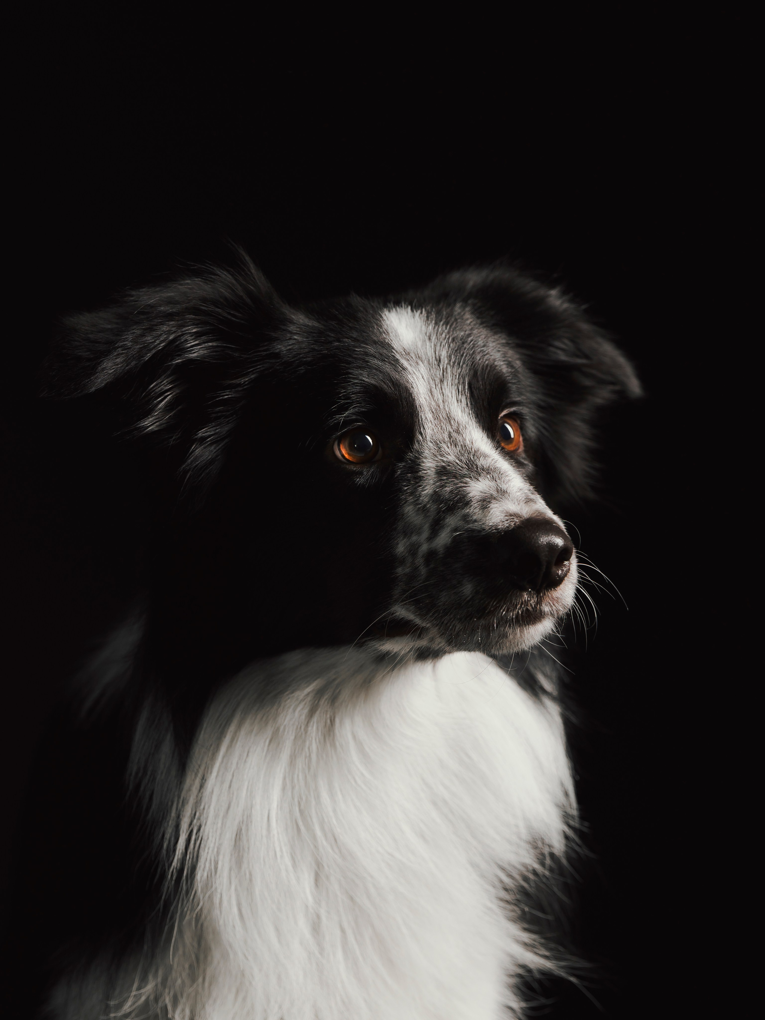 Настя, Рэги и Зена. Семейный фотограф анималист Ананьева Мария — Москва