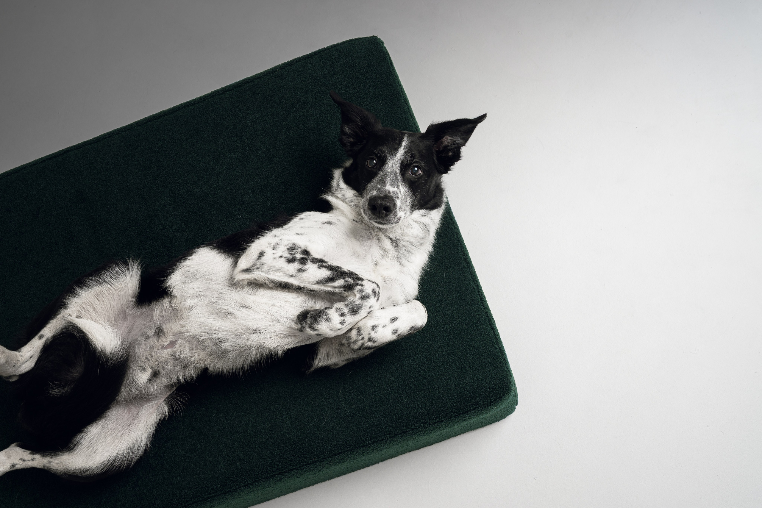 Chilldog. Семейный фотограф анималист Ананьева Мария — Москва