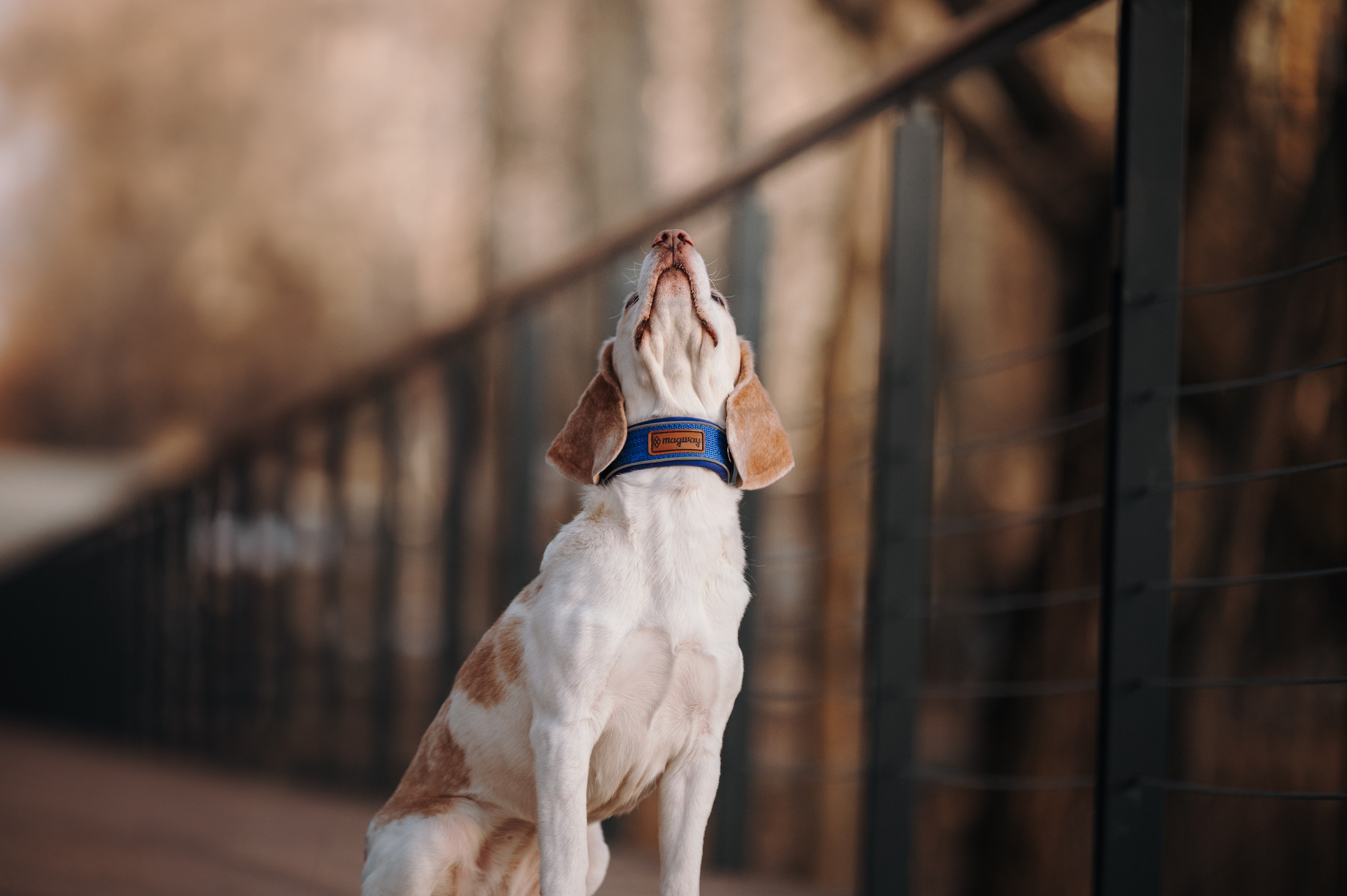 MagWay. Семейный фотограф анималист Ананьева Мария — Москва