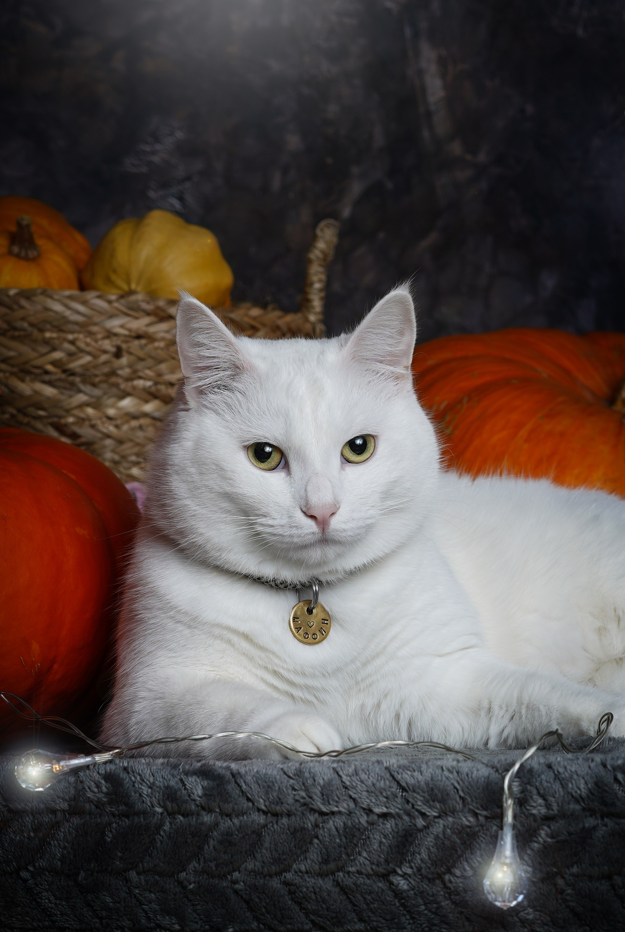 Маффин и Хэллоуин. Фотограф-анималист в Санкт-Петербурге Яна Мартынова