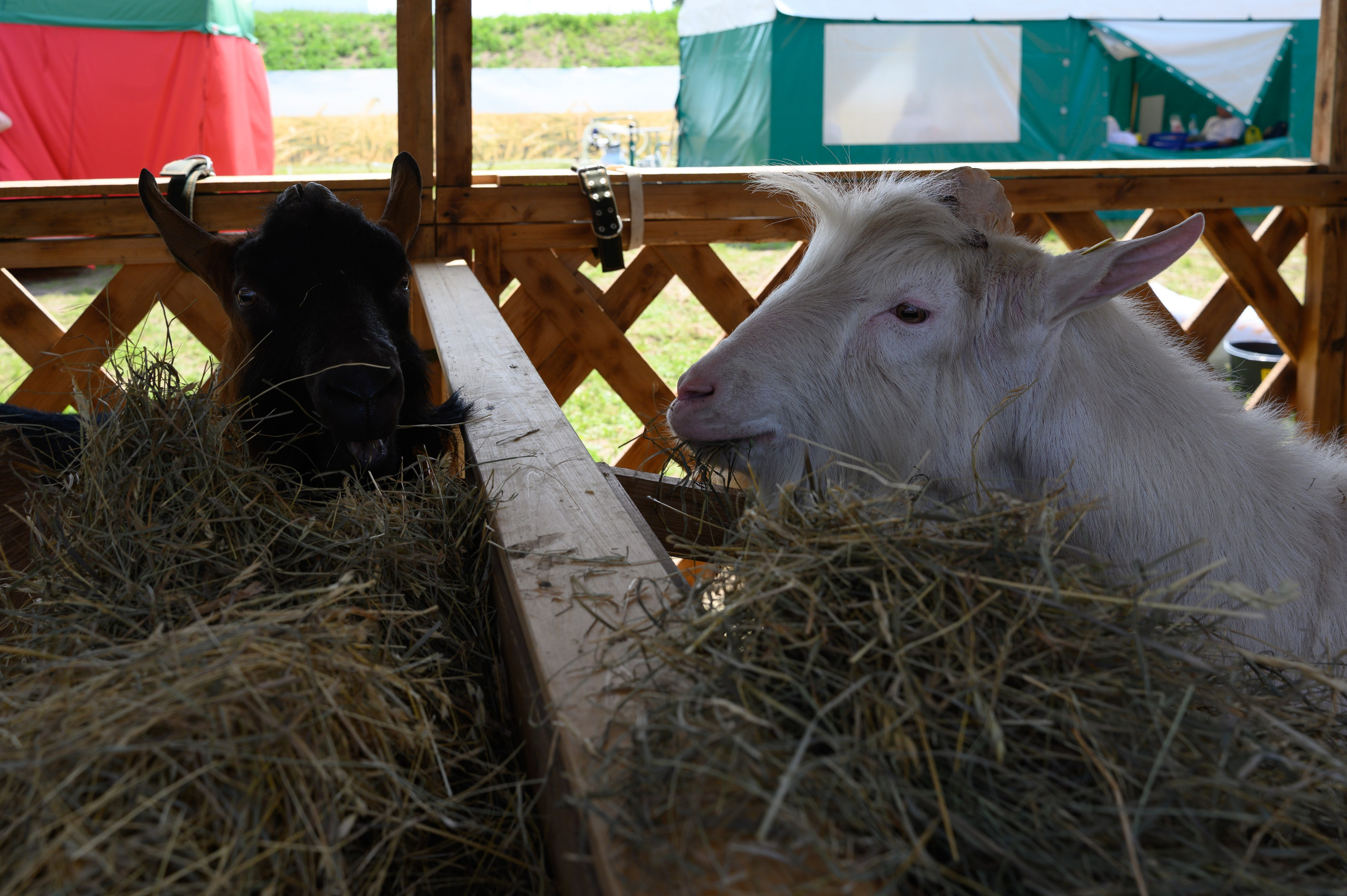 Агровыставка. Фотоуслуги, услуги фотографа, фотографирование важных событий