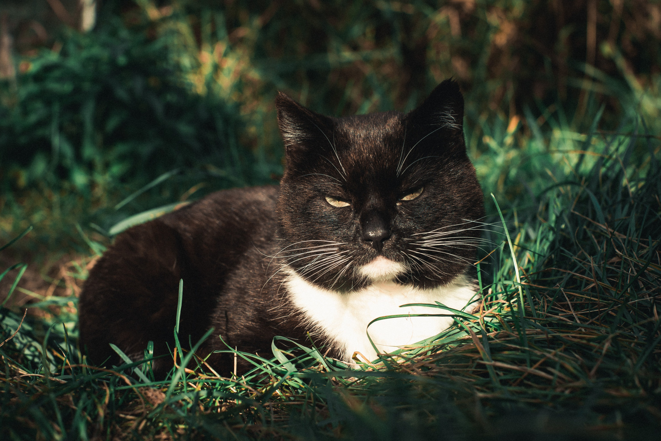 Папа и кот. Женский фотограф Крещение Венчание Москва Брянск