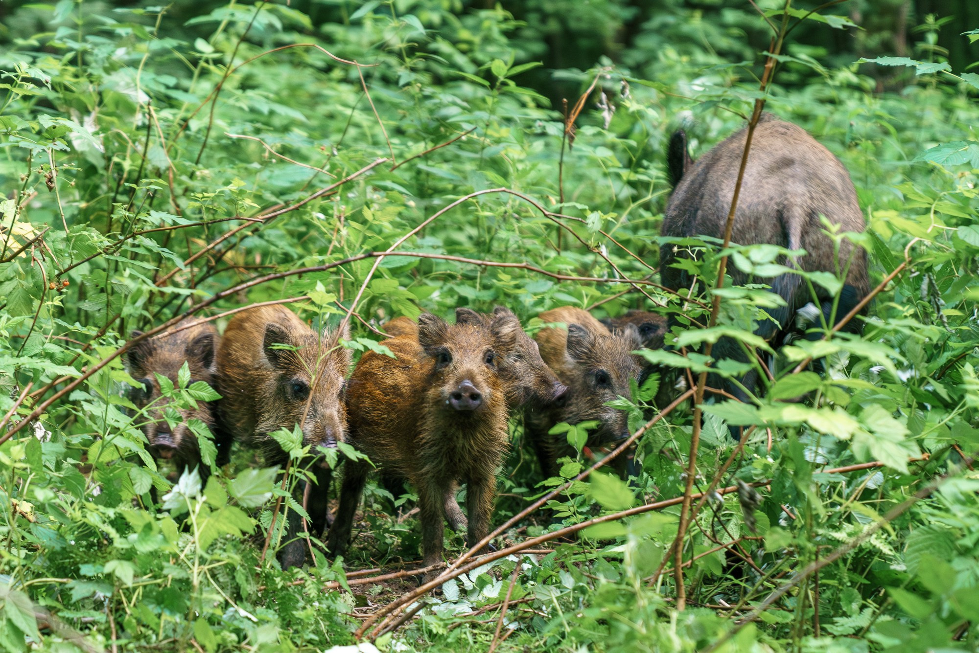 Животные. Ваш личный фотограф Марина Волкова