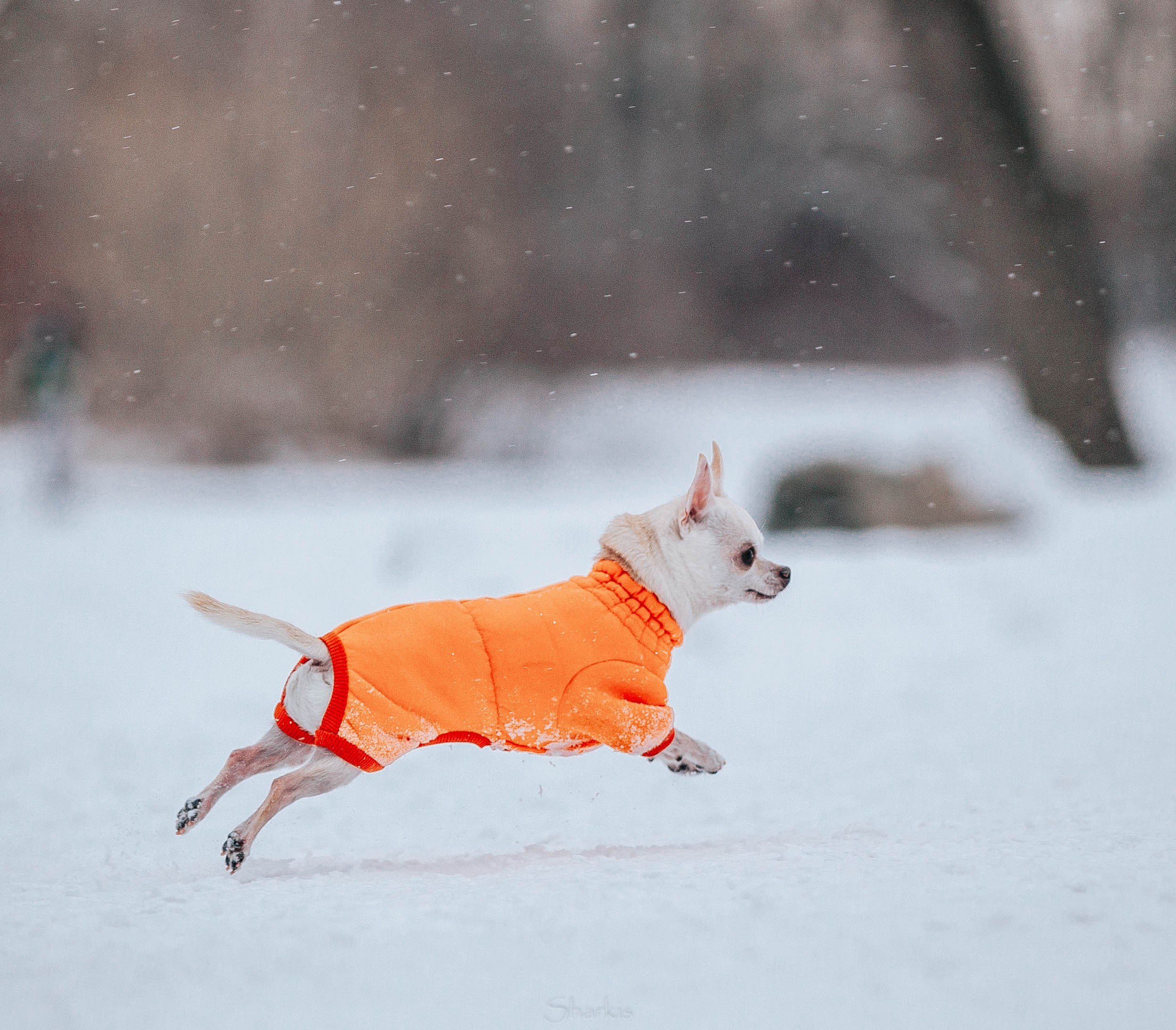 Хельга и Пёс. Главная