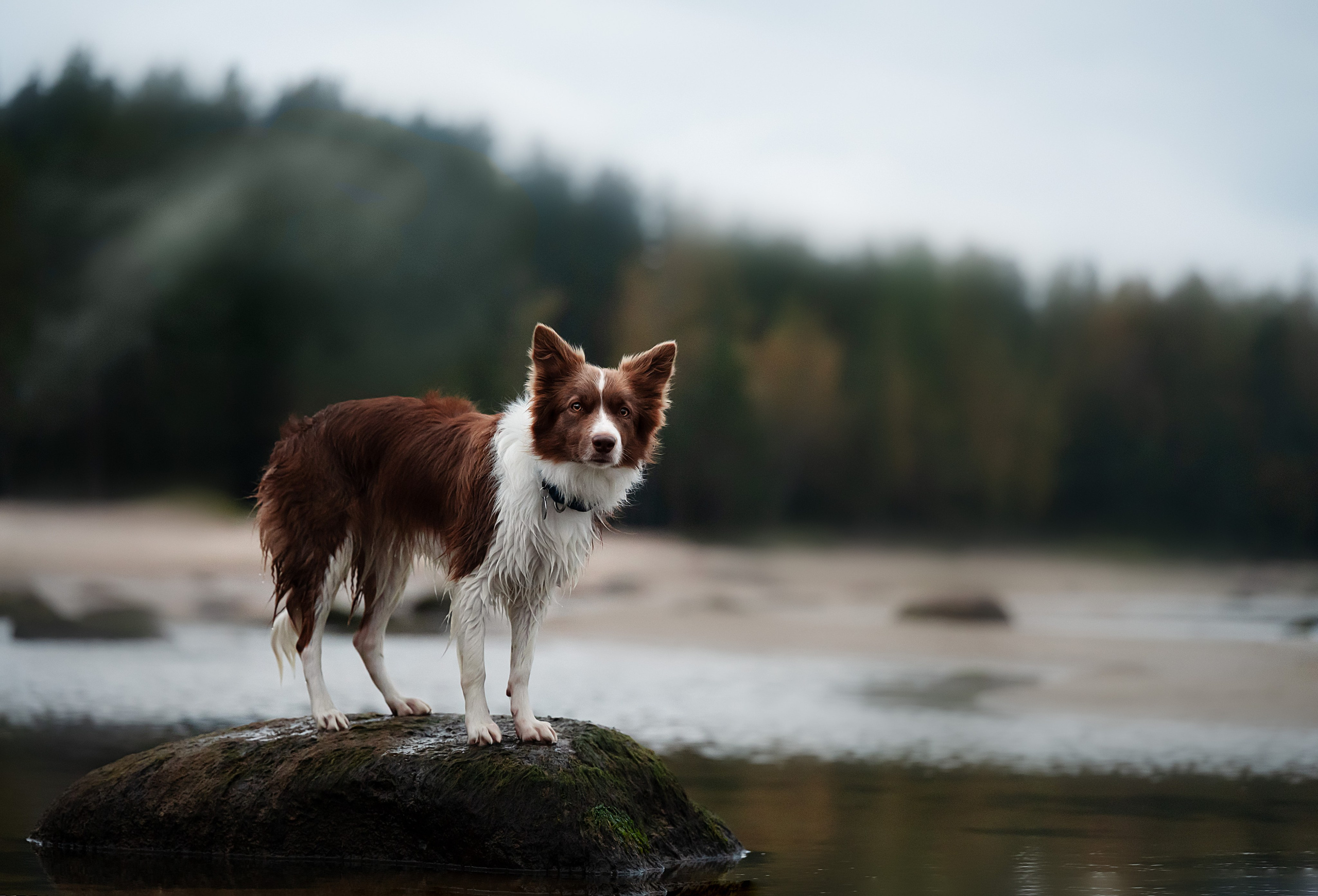 Прогулочная съемка. Фотограф-анималист Виктория Симонова. СПб