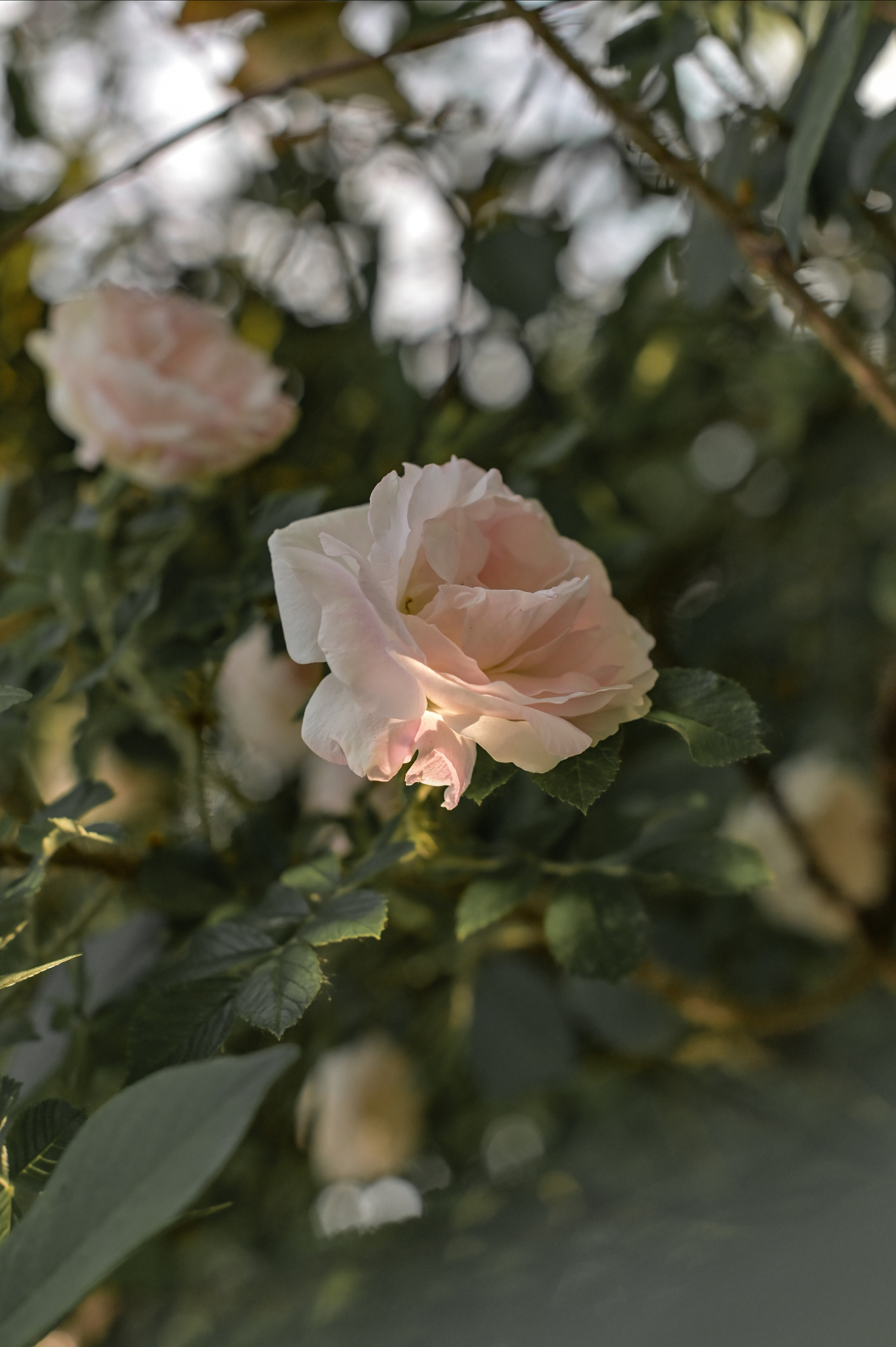 Fairy tale. Семейный и репортажный фотограф в Москве Анастасия Трубкина