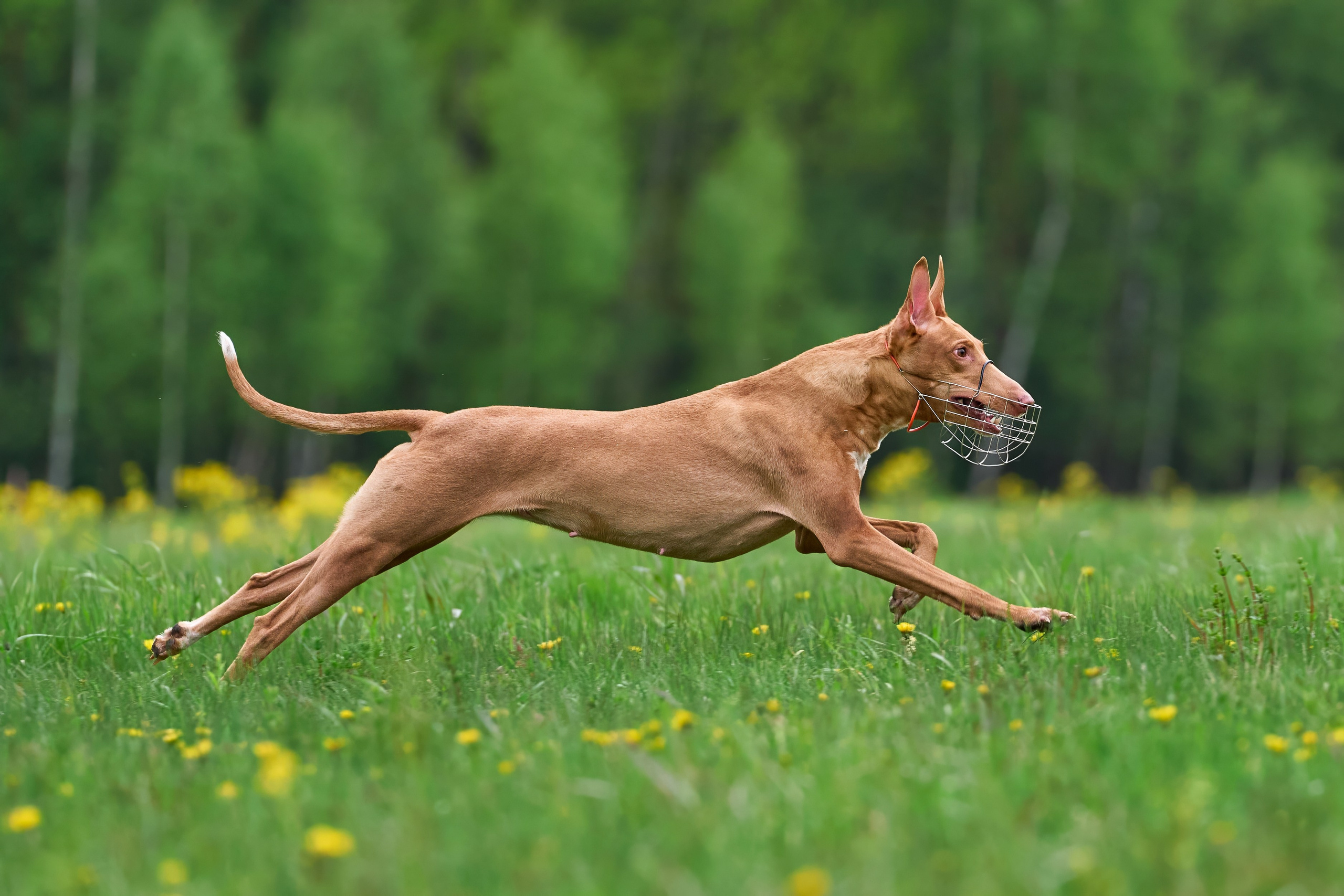 Тренировка по курсингу Донино. Фотограф-анималист Михаил Манухин