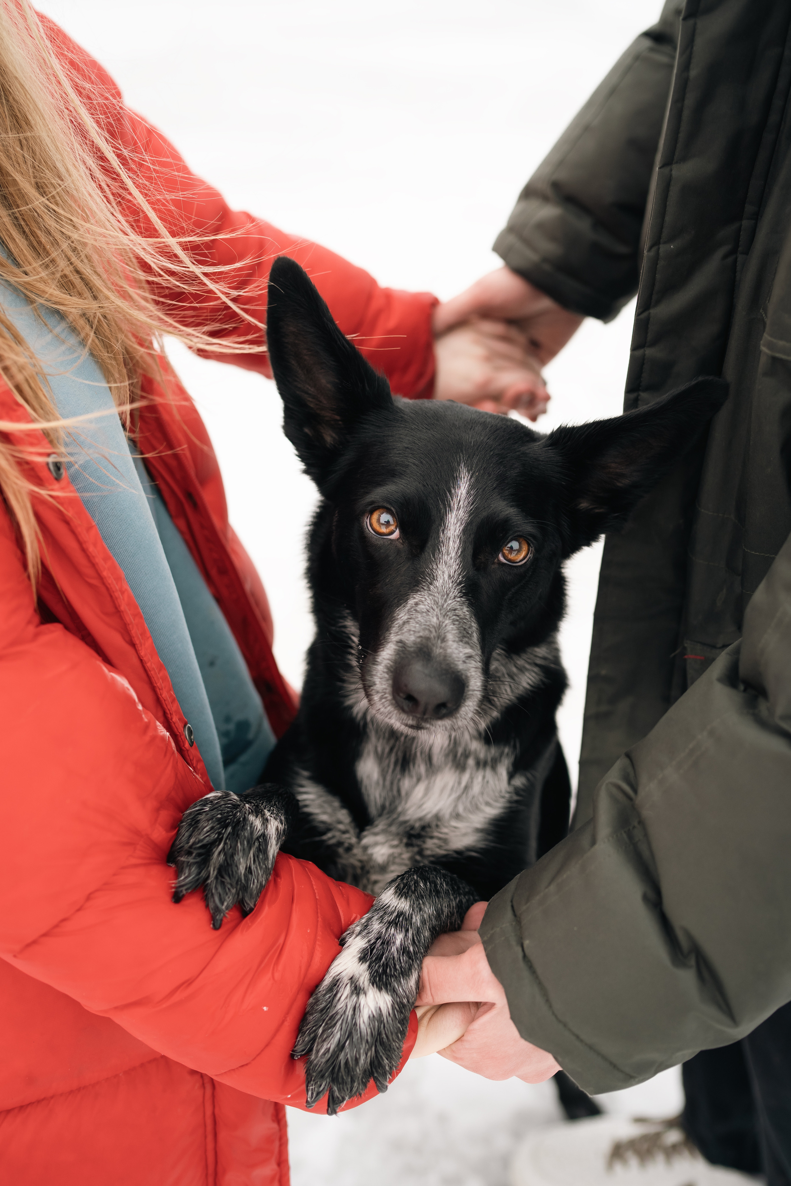 Снежная Йота. Фотограф анималист