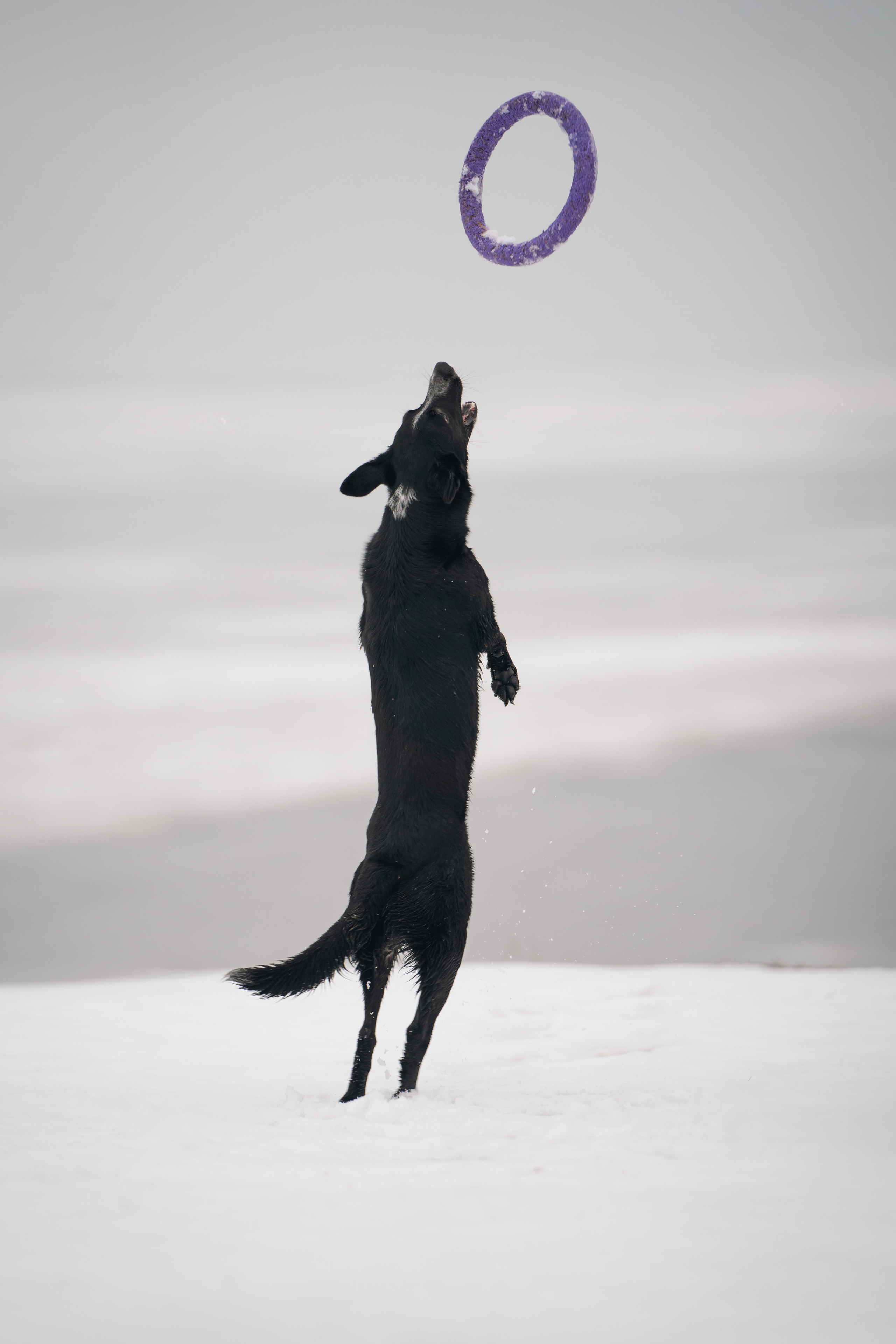 Снежная Йота. Фотограф анималист