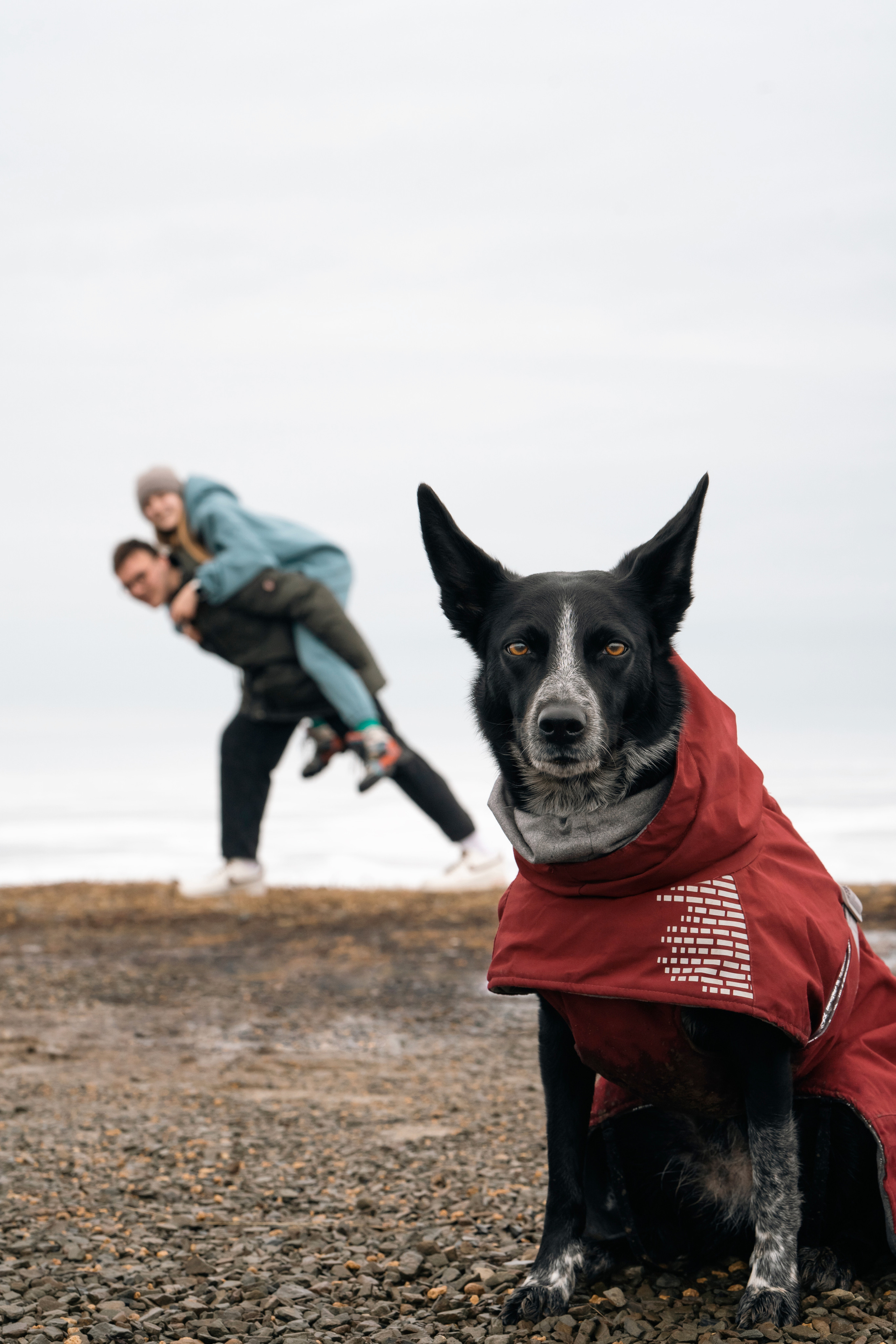 Снежная Йота. Фотограф анималист