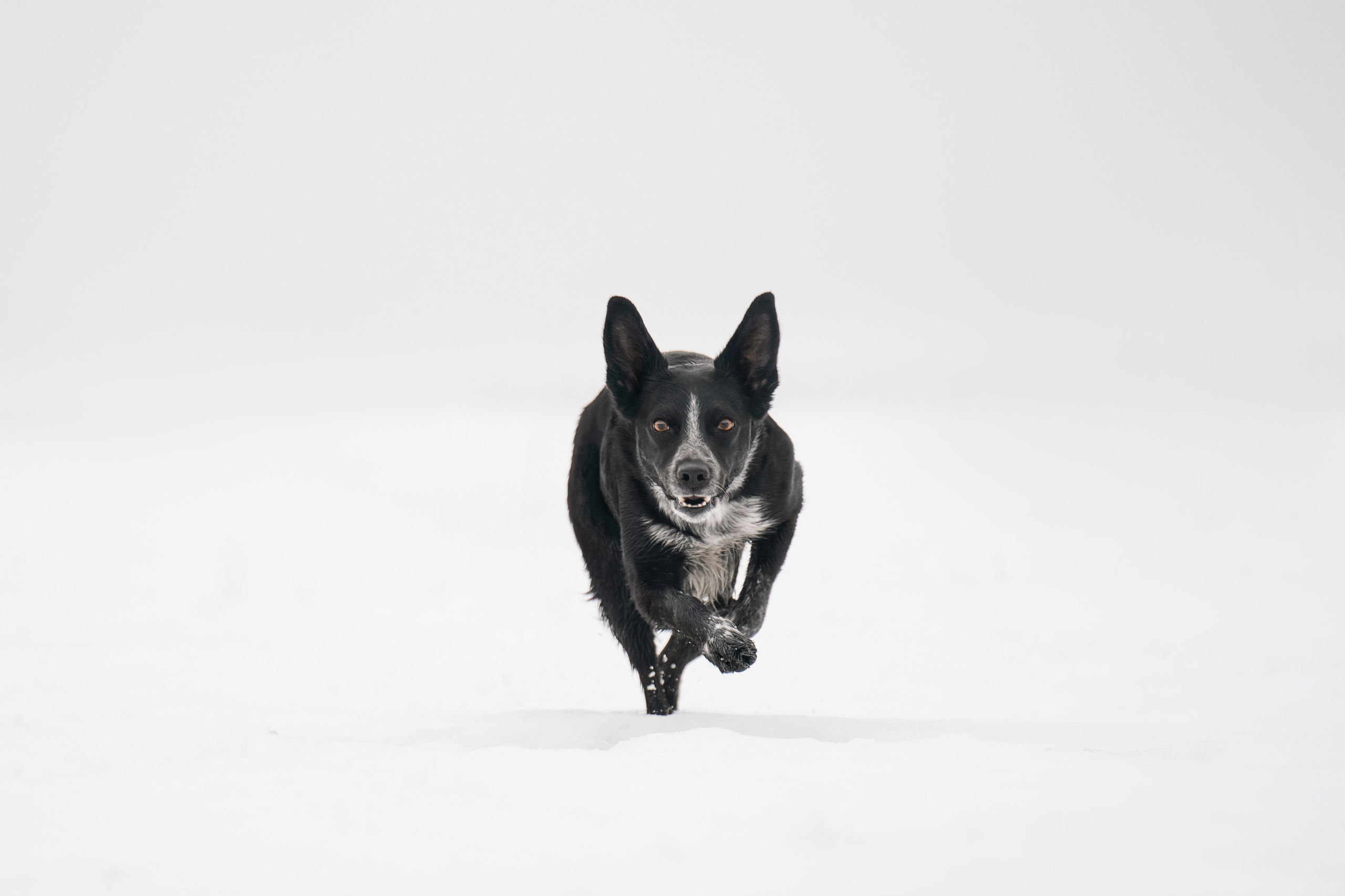 Снежная Йота. Фотограф анималист