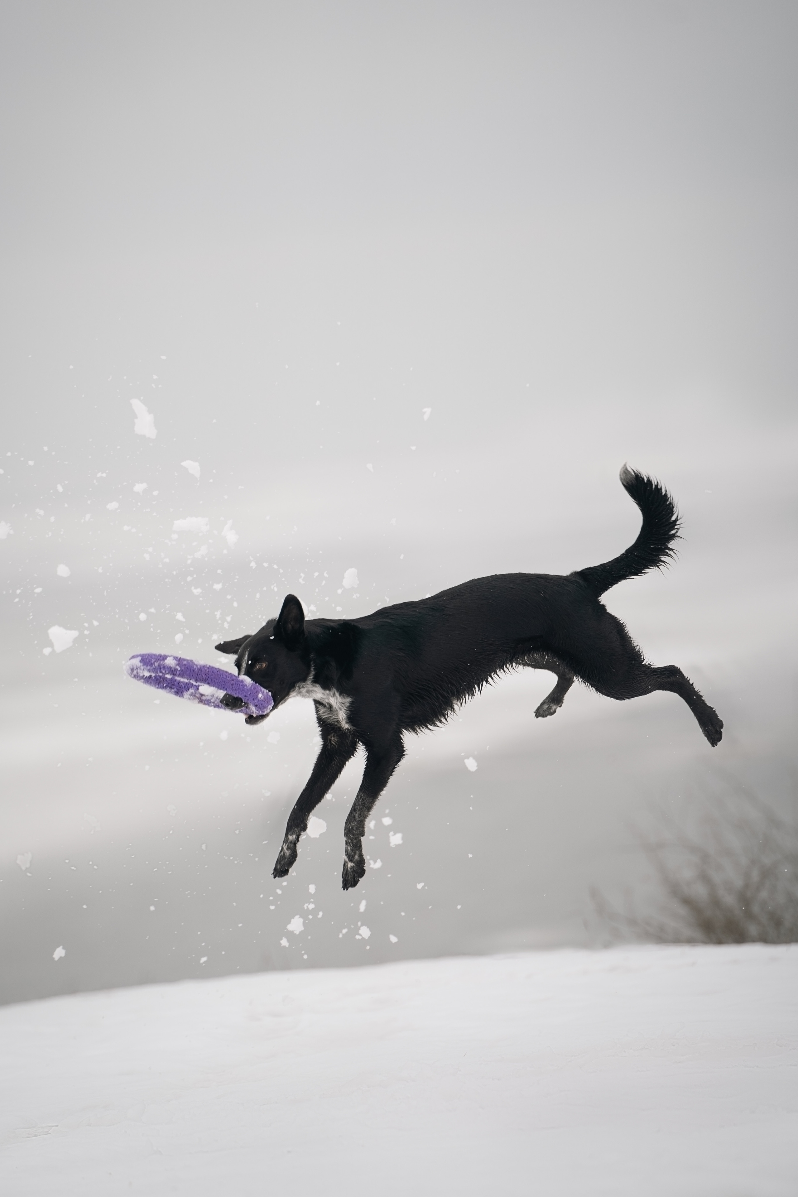 Снежная Йота. Фотограф анималист