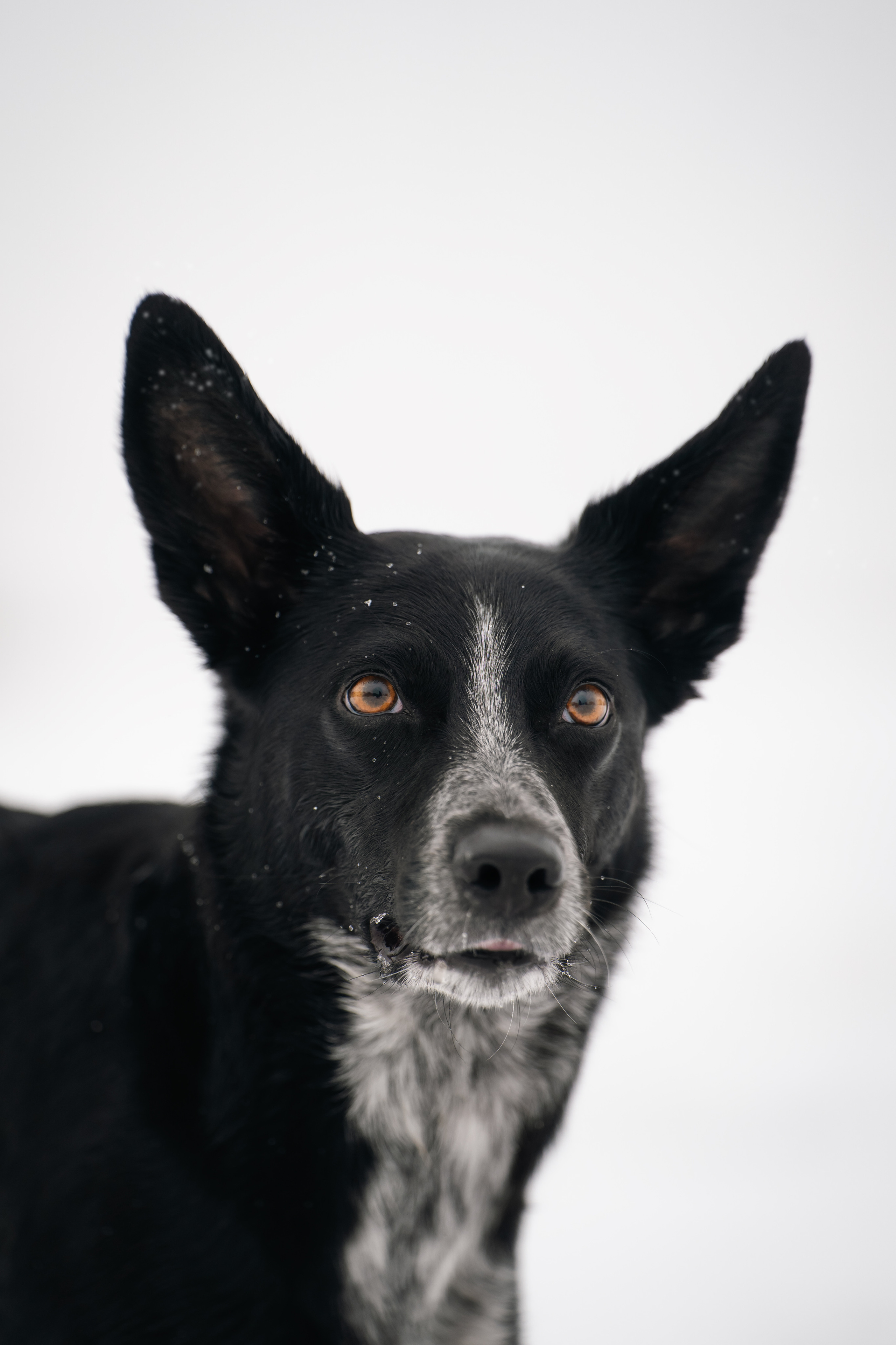 Снежная Йота. Фотограф анималист
