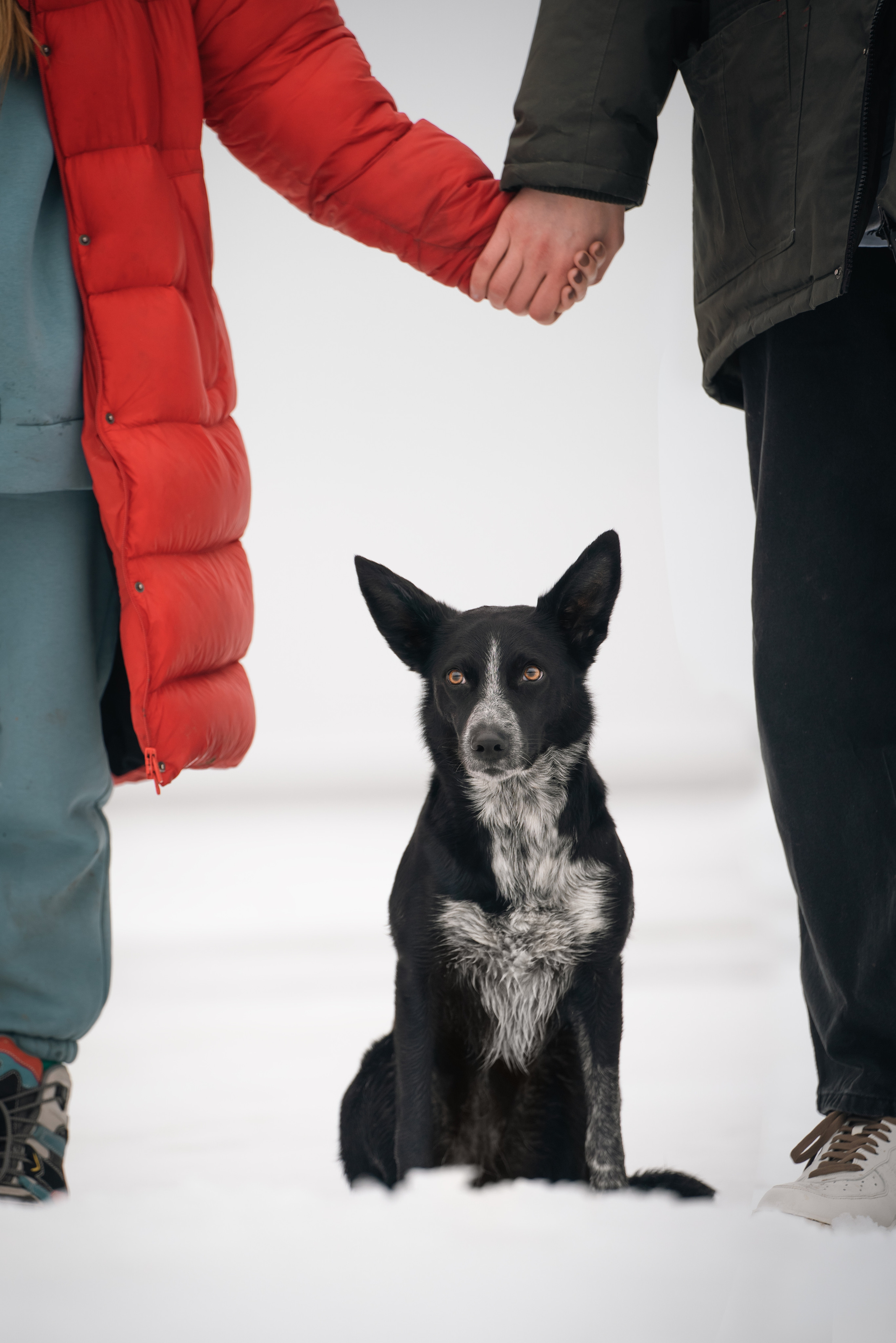 Снежная Йота. Фотограф анималист