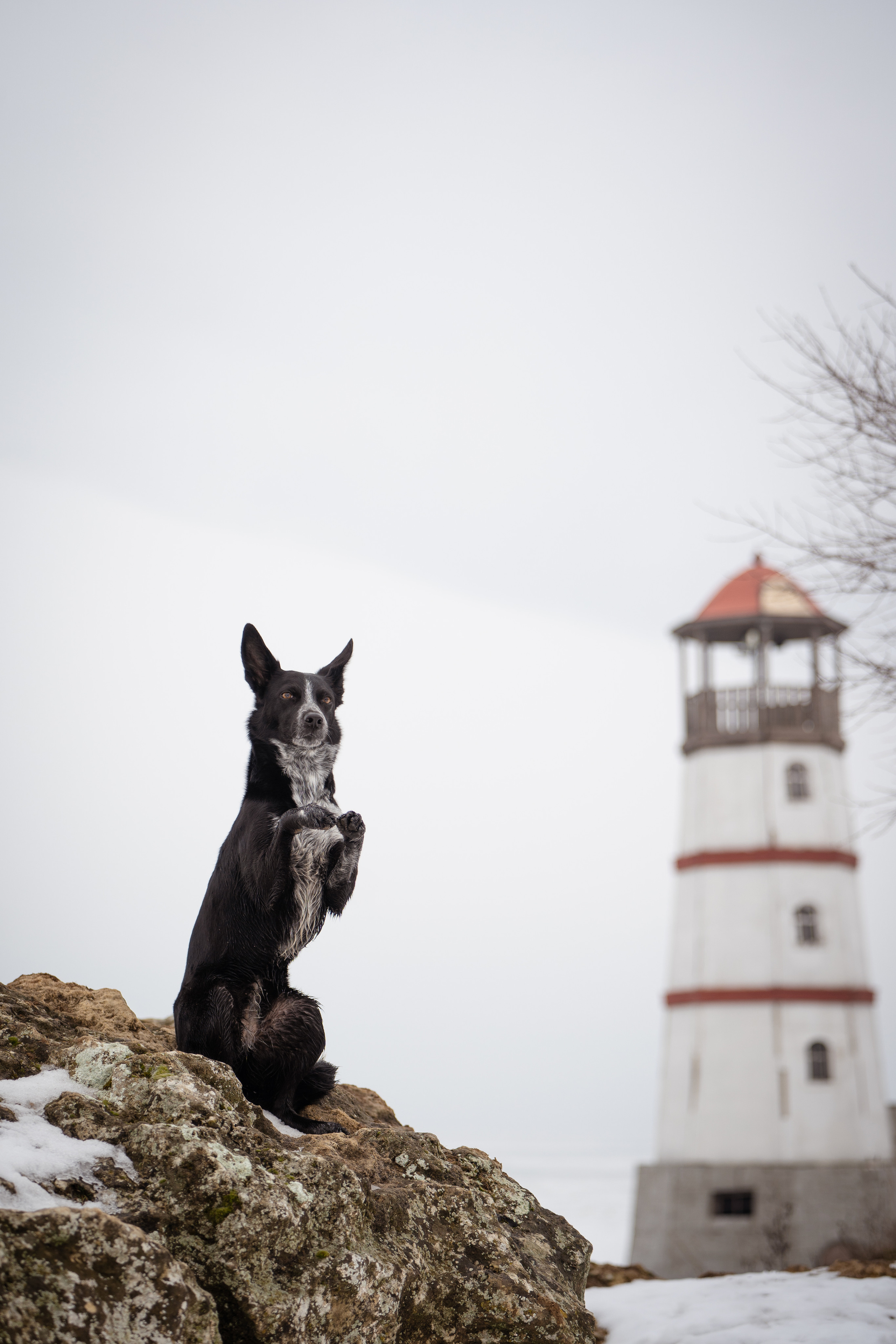 Снежная Йота. Фотограф анималист