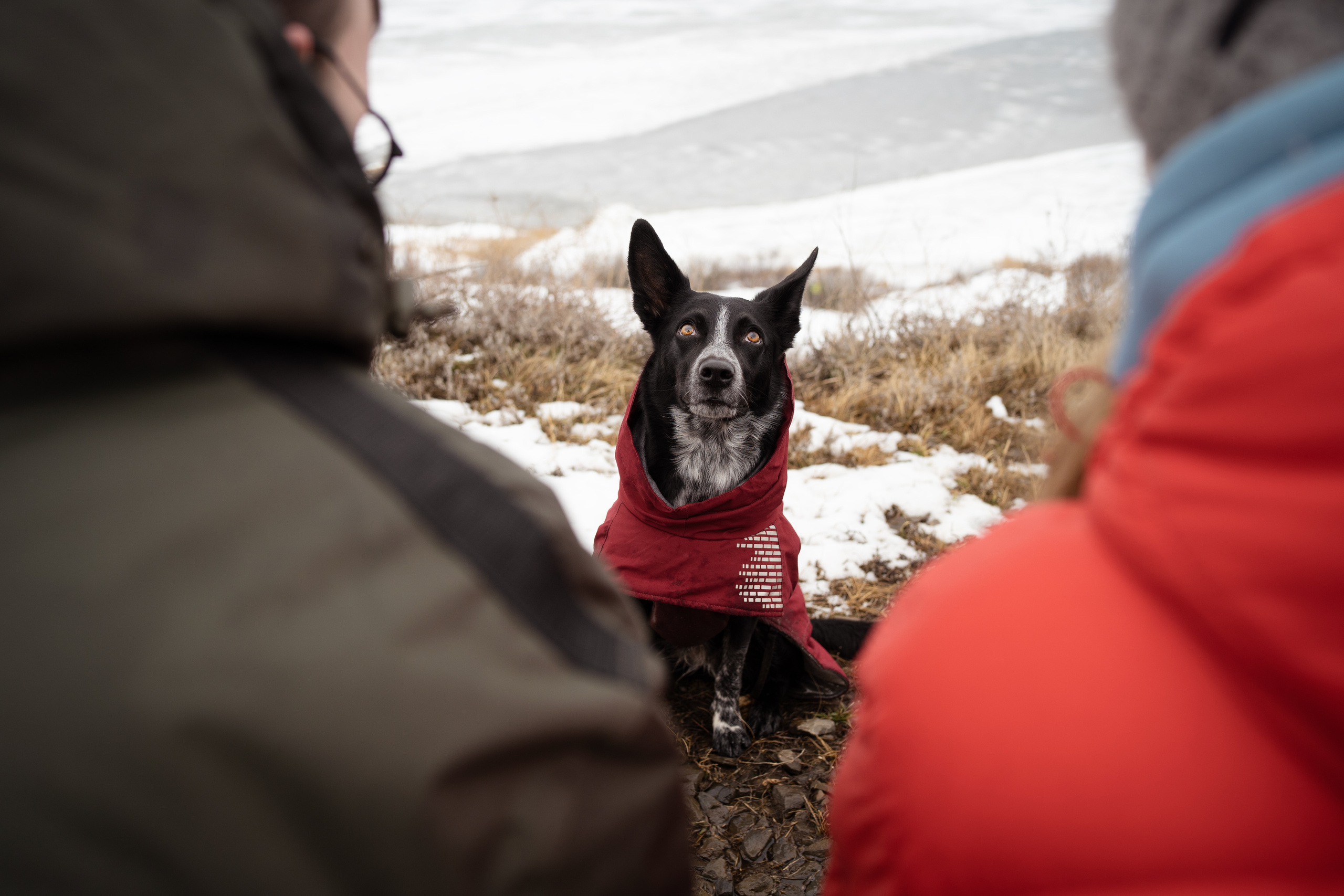 Снежная Йота. Фотограф анималист