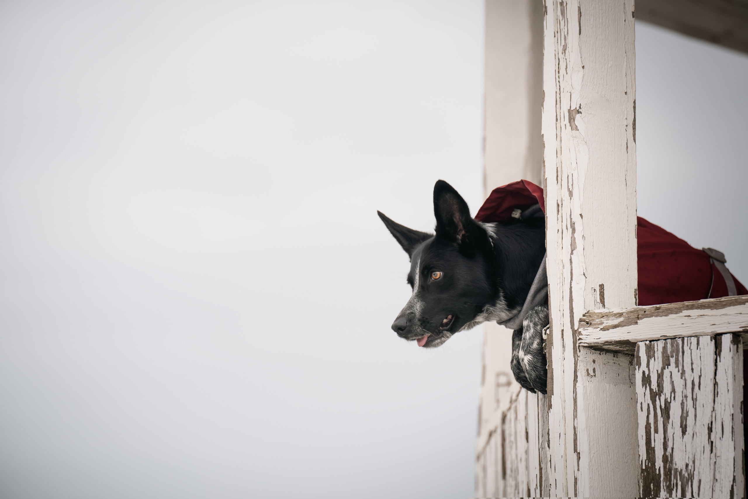 Снежная Йота. Фотограф анималист