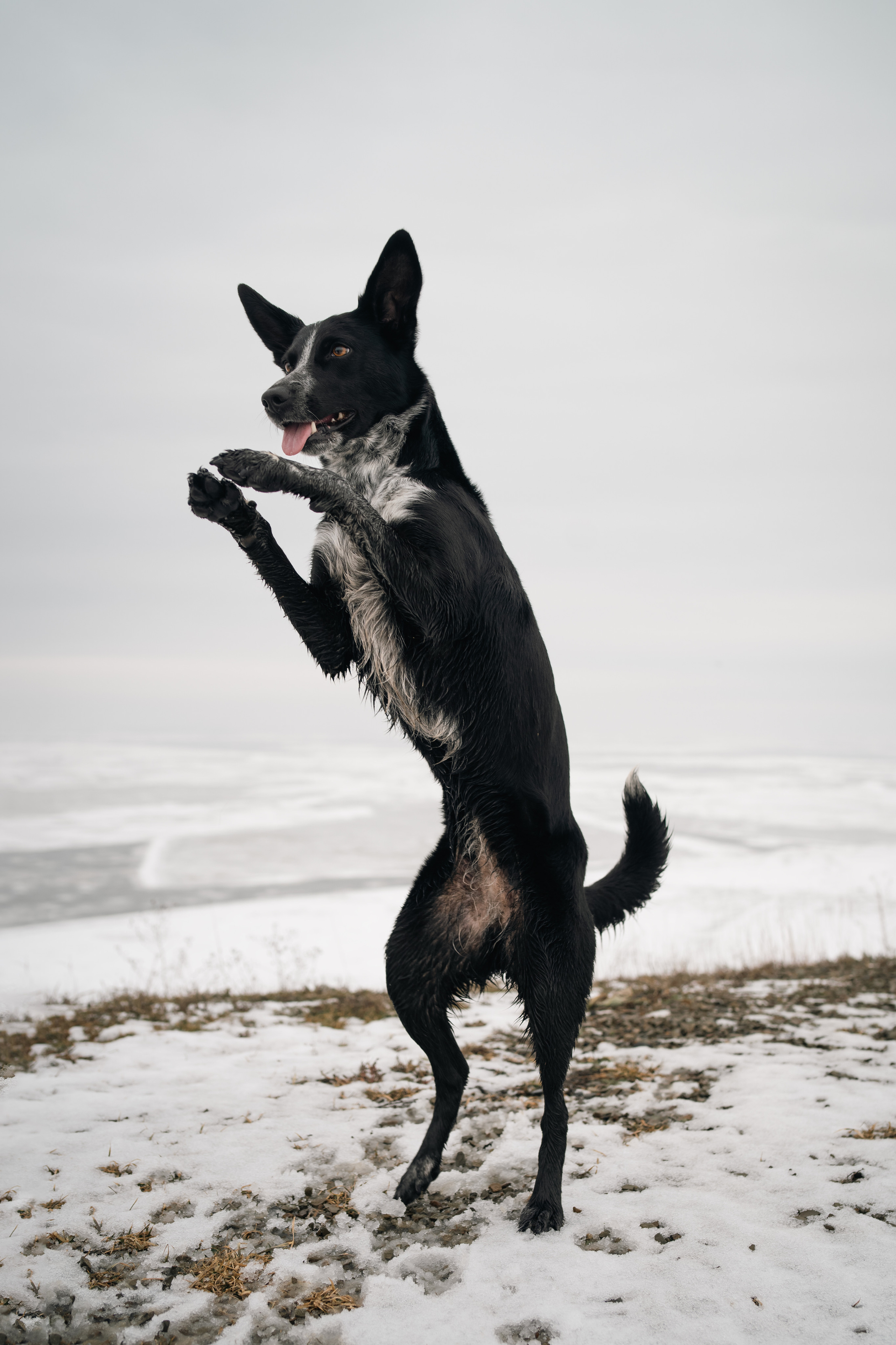 Снежная Йота. Фотограф анималист