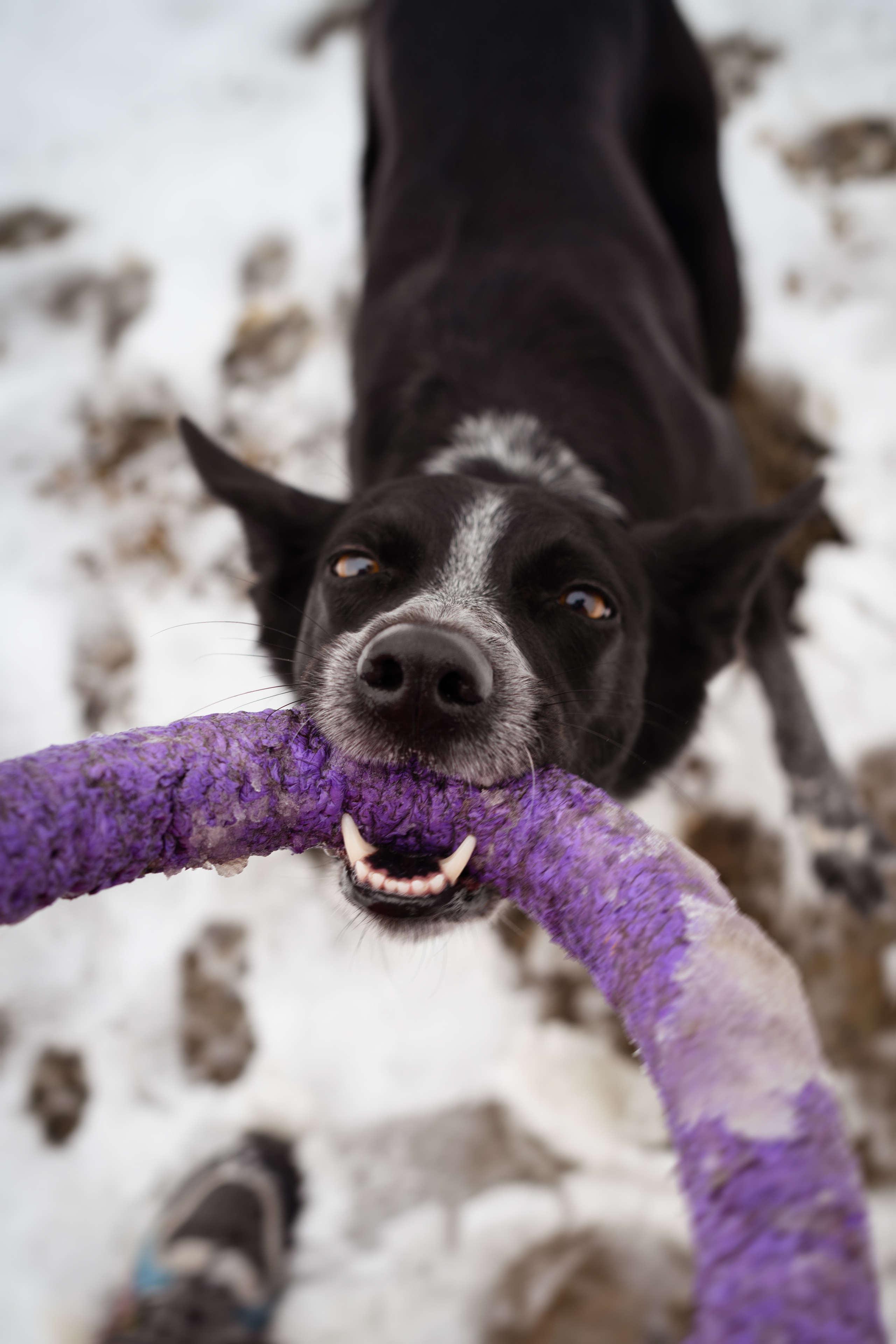 Снежная Йота. Фотограф анималист
