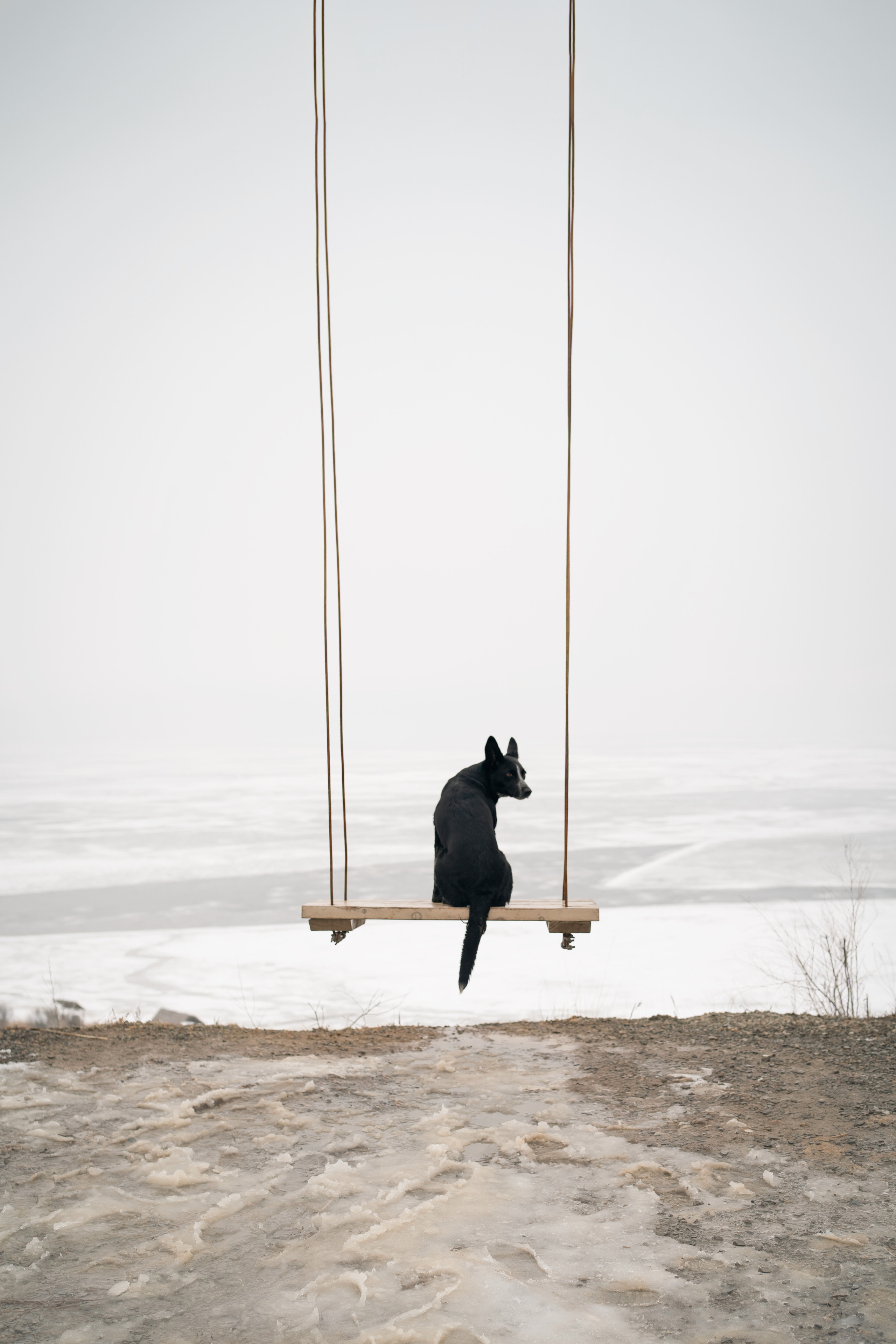 Снежная Йота. Фотограф анималист