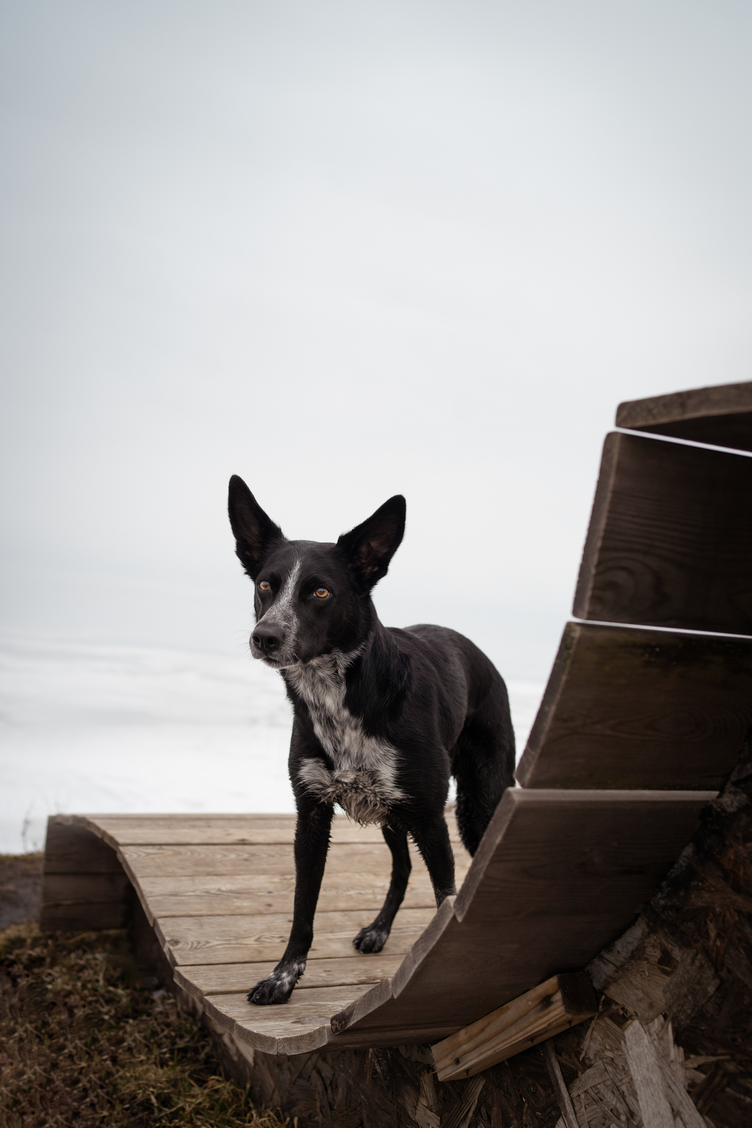 Снежная Йота. Фотограф анималист