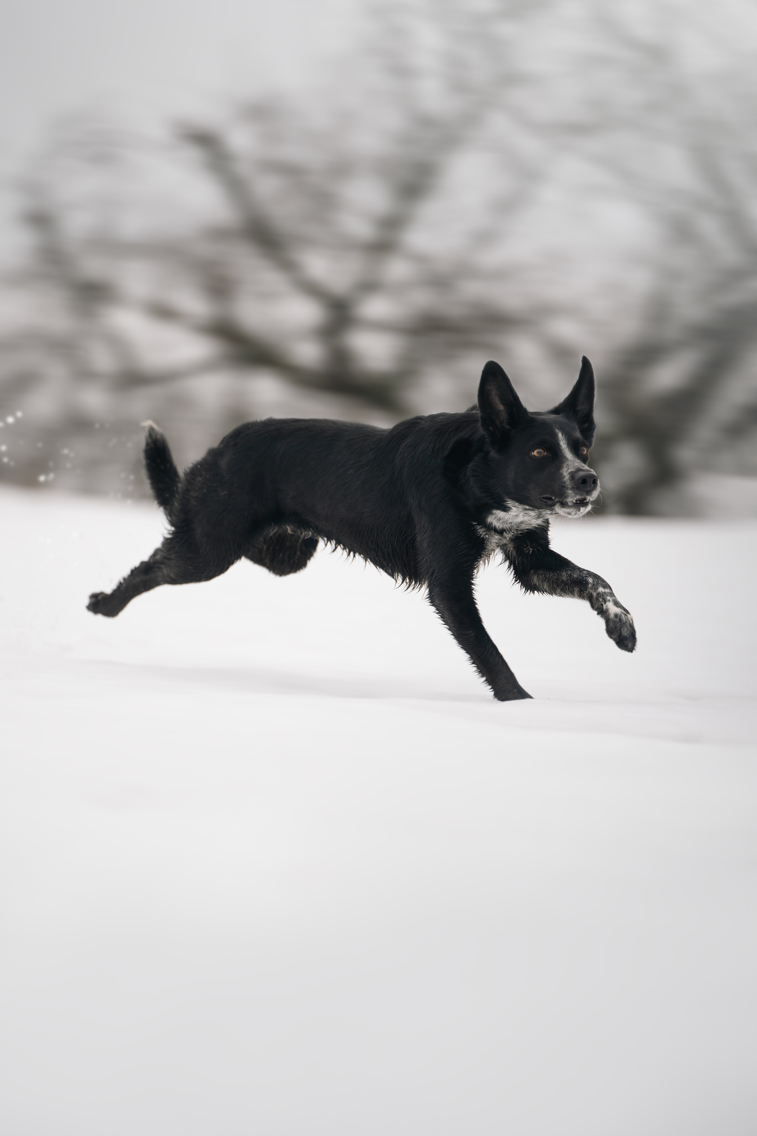 Снежная Йота. Фотограф анималист