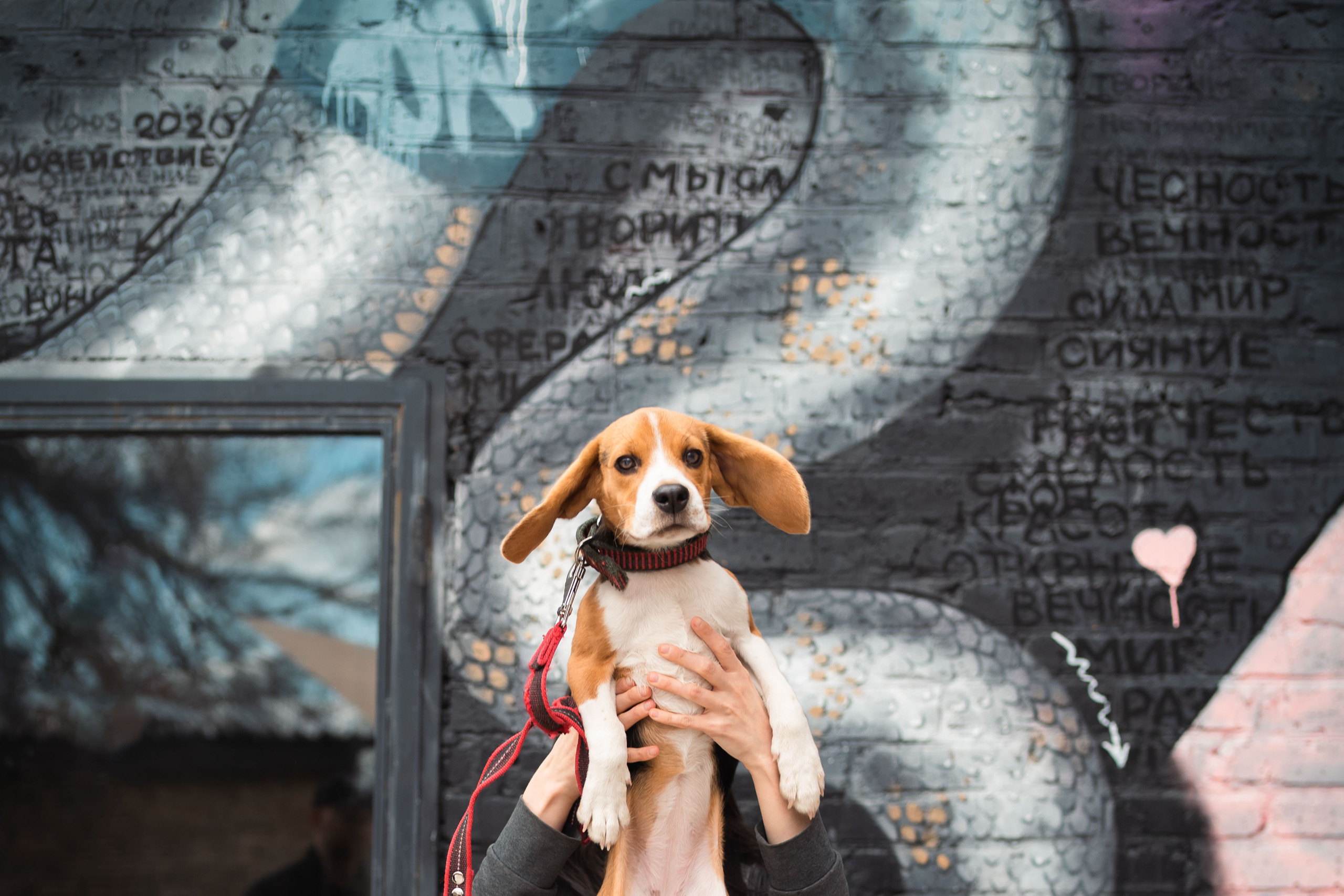 Отзывы. Фотограф анималист