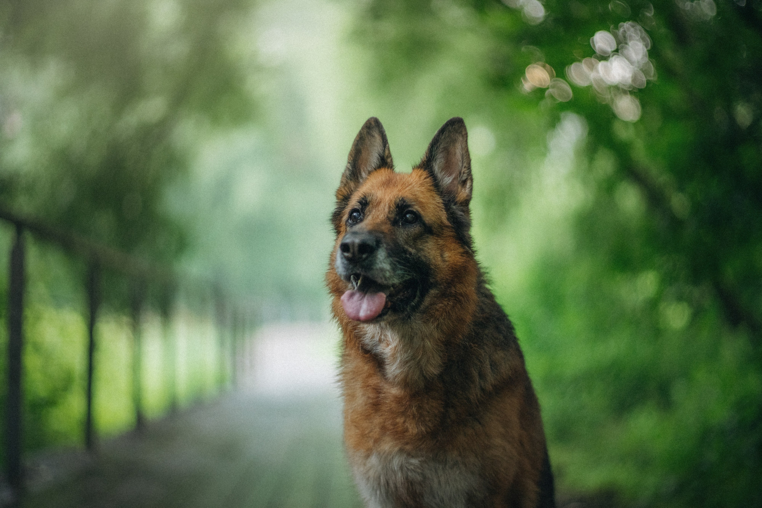 Вика и Фрея. Фотограф анималист в Москве и Санкт-Петербурге Свиридова Анна