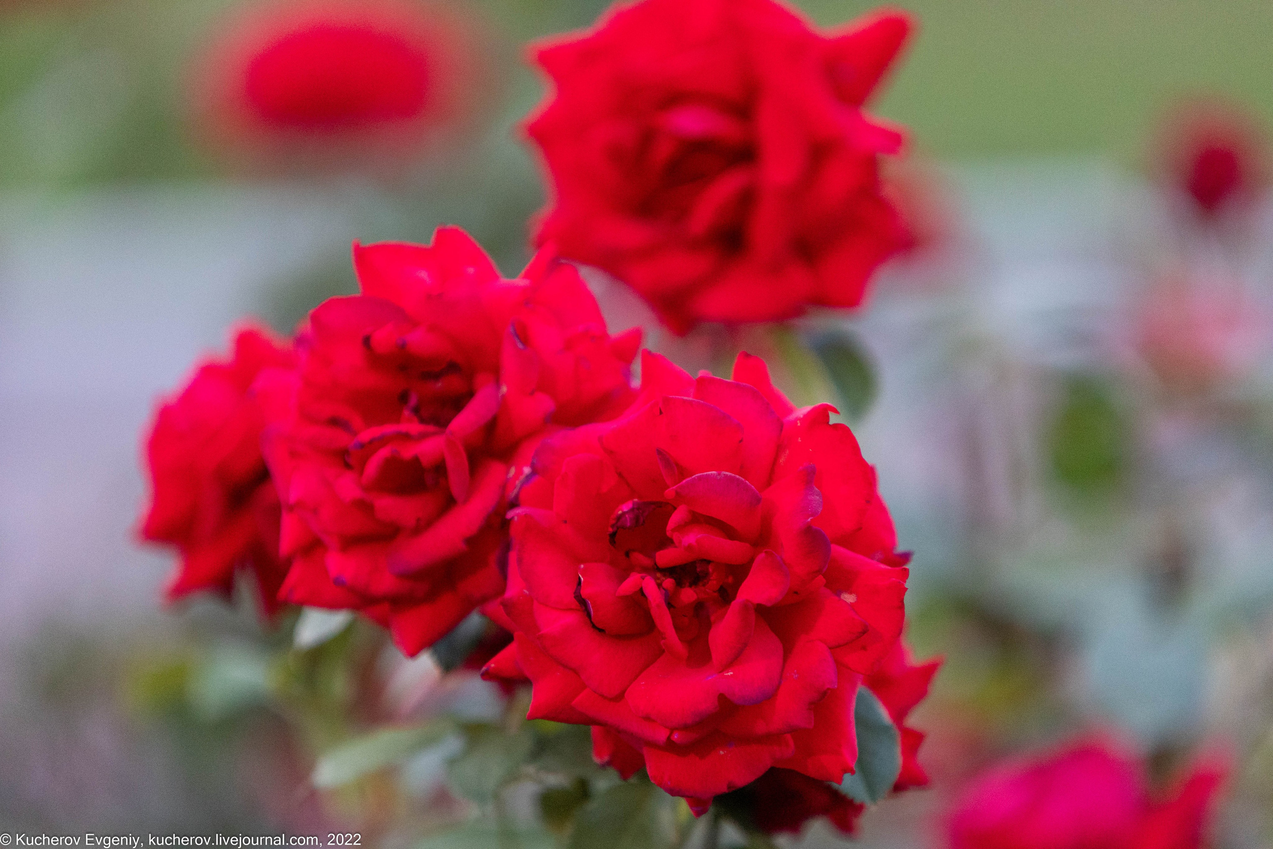 ВДНХ. Репортажка. Кучеров Евгений. Фотограф