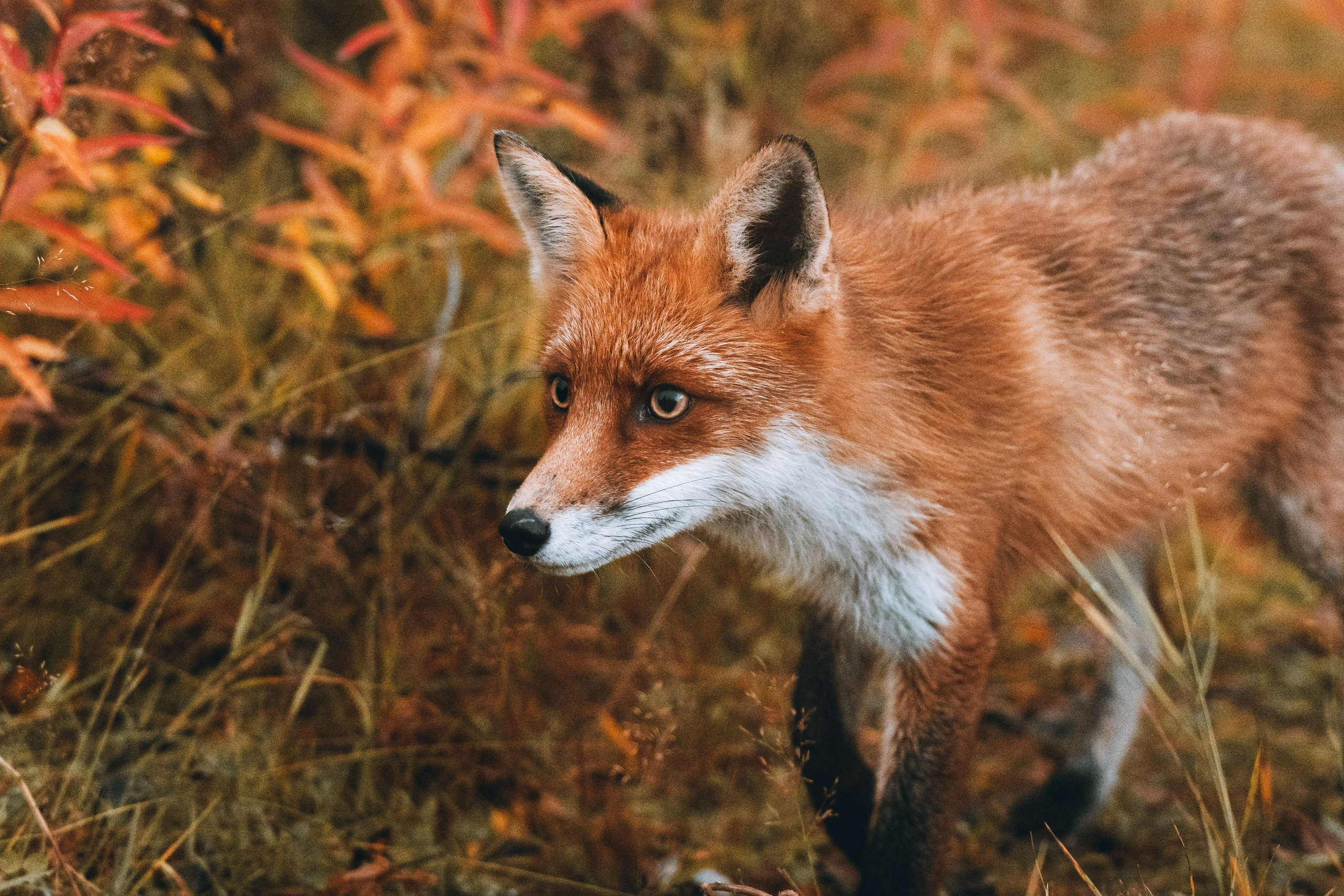 СЕВЕР. Event фотограф Степанова Александра