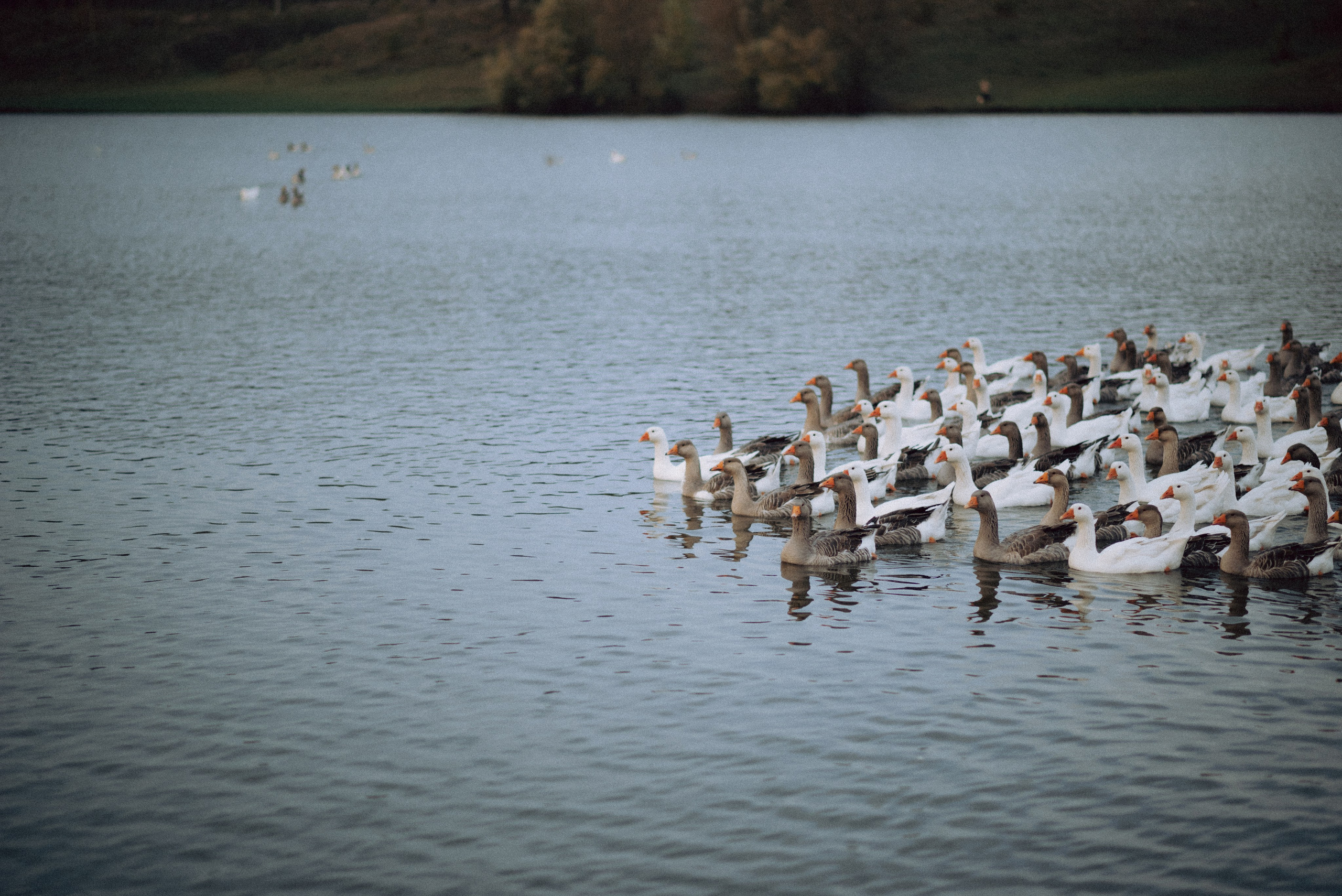 Алёна. Свадебный и портретный фотограф Анастасия Тетёркина, Брянск и Санкт-Петербург